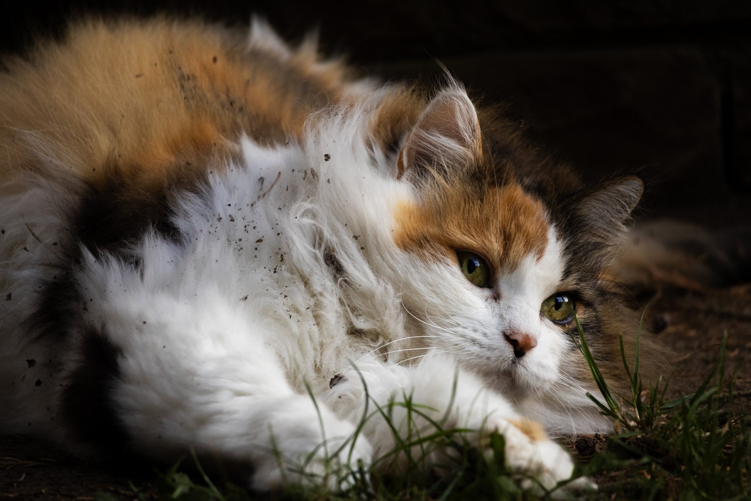 Ein streichelnder Hund und eine Katze, die auf einer Decke liegen, draußen auf dem Boden.