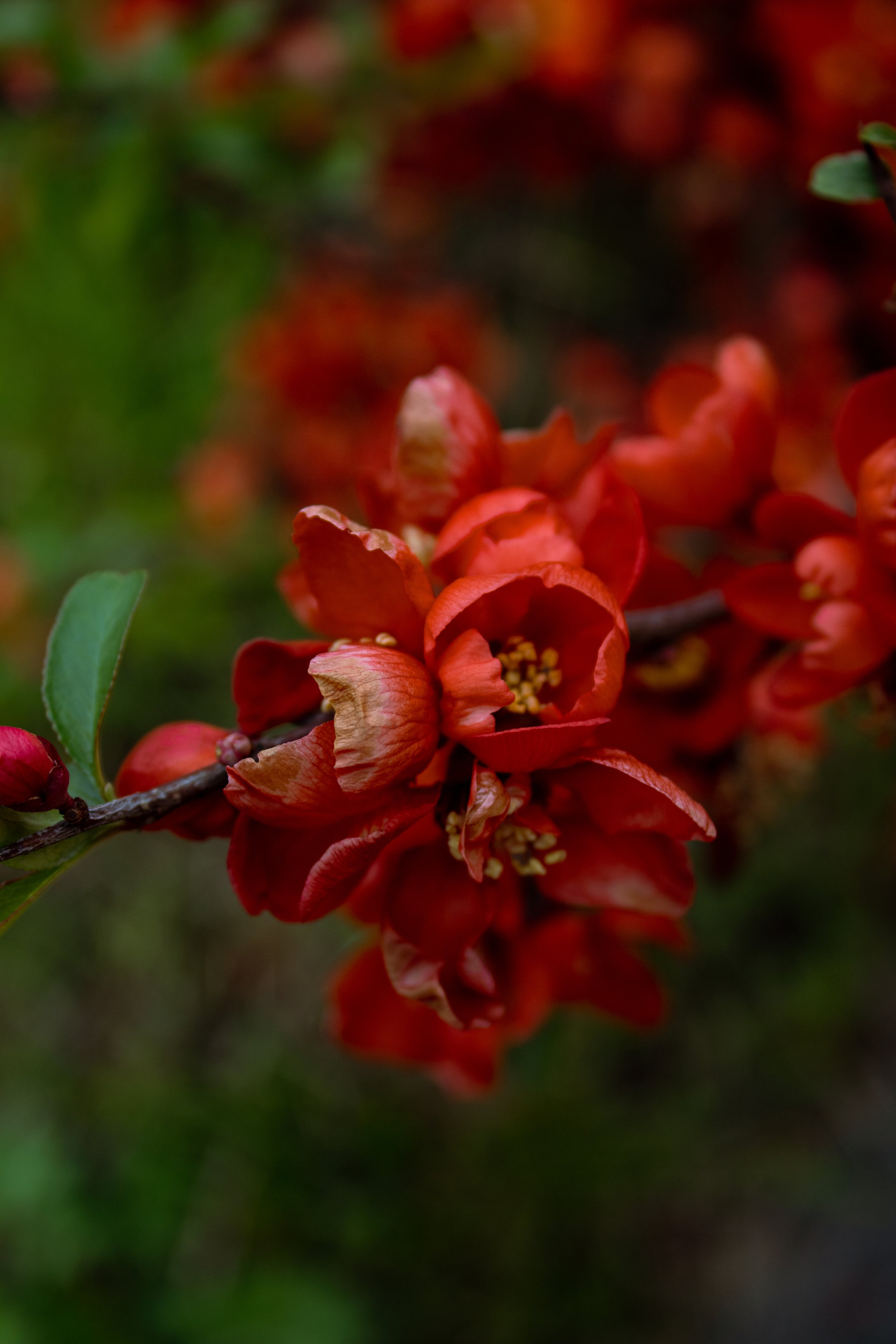 Rote Blüten an einem Ast, unscharfer grüner Hintergrund.