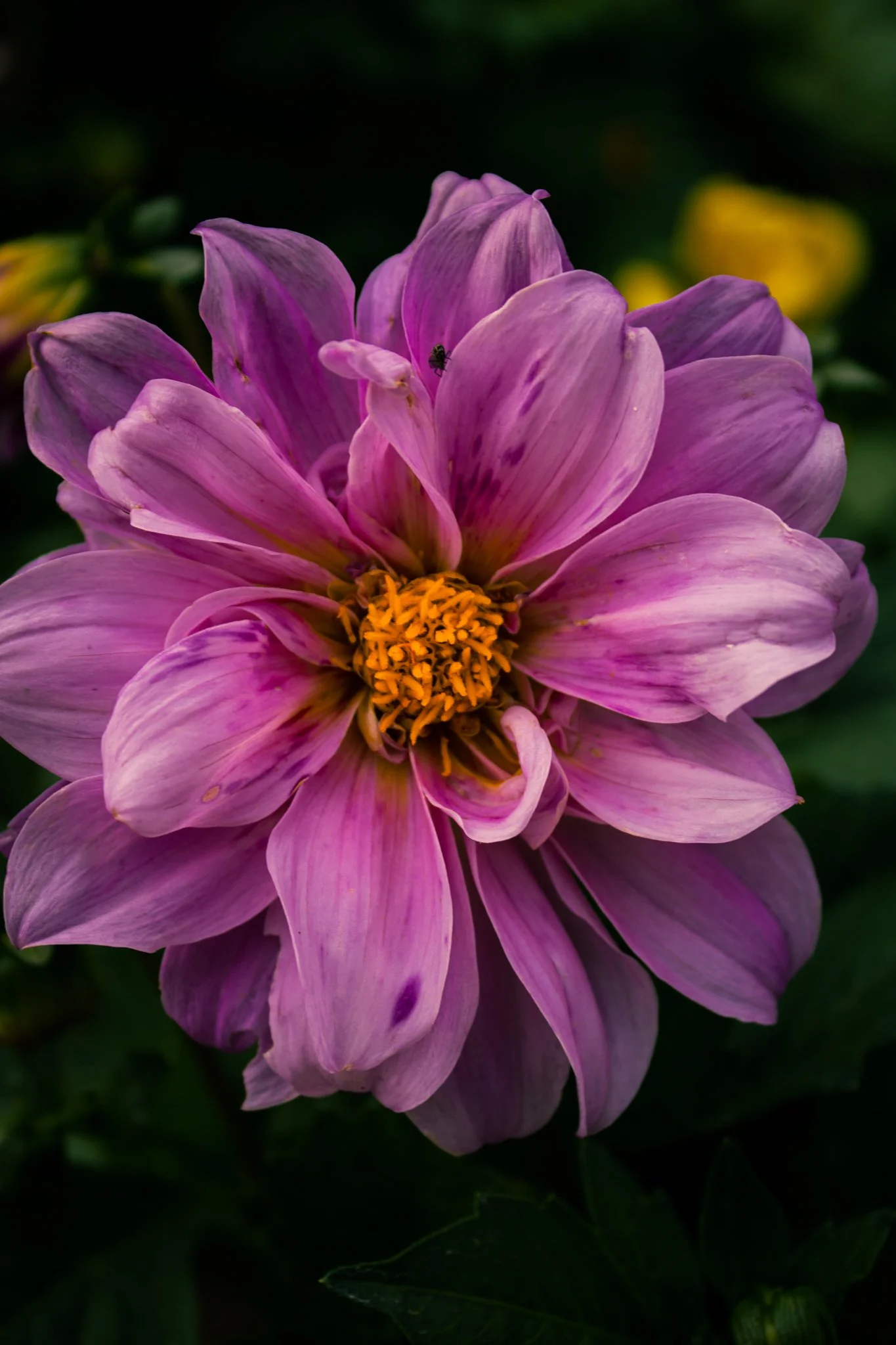 Eine große, lila Blume mit gelber Mitte. Im Hintergrund ist eine dunkle, grüne Tautafel. Es gibt auch eine kleine Fliege auf den Blütenblättern.
