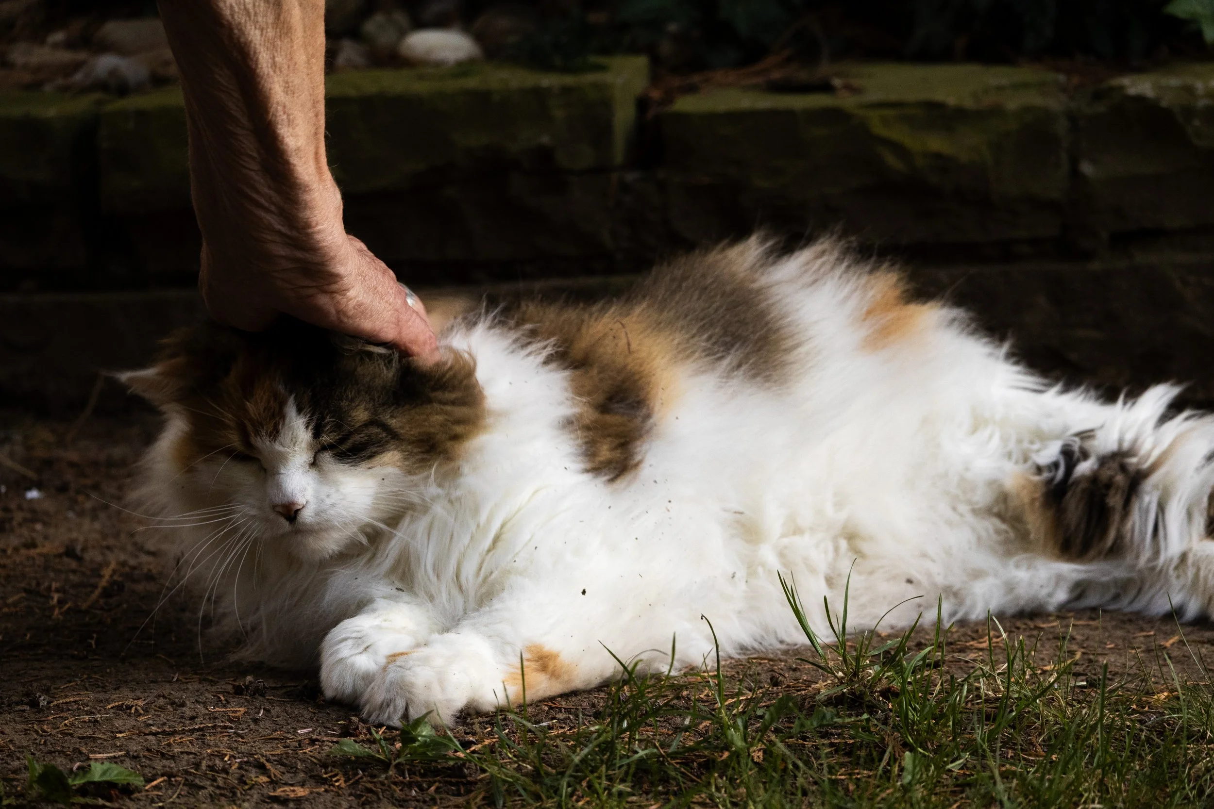 Hand streichelt eine liegende Katze mit langem, weißem, gestreiftem Fell auf dem Boden im Freien.