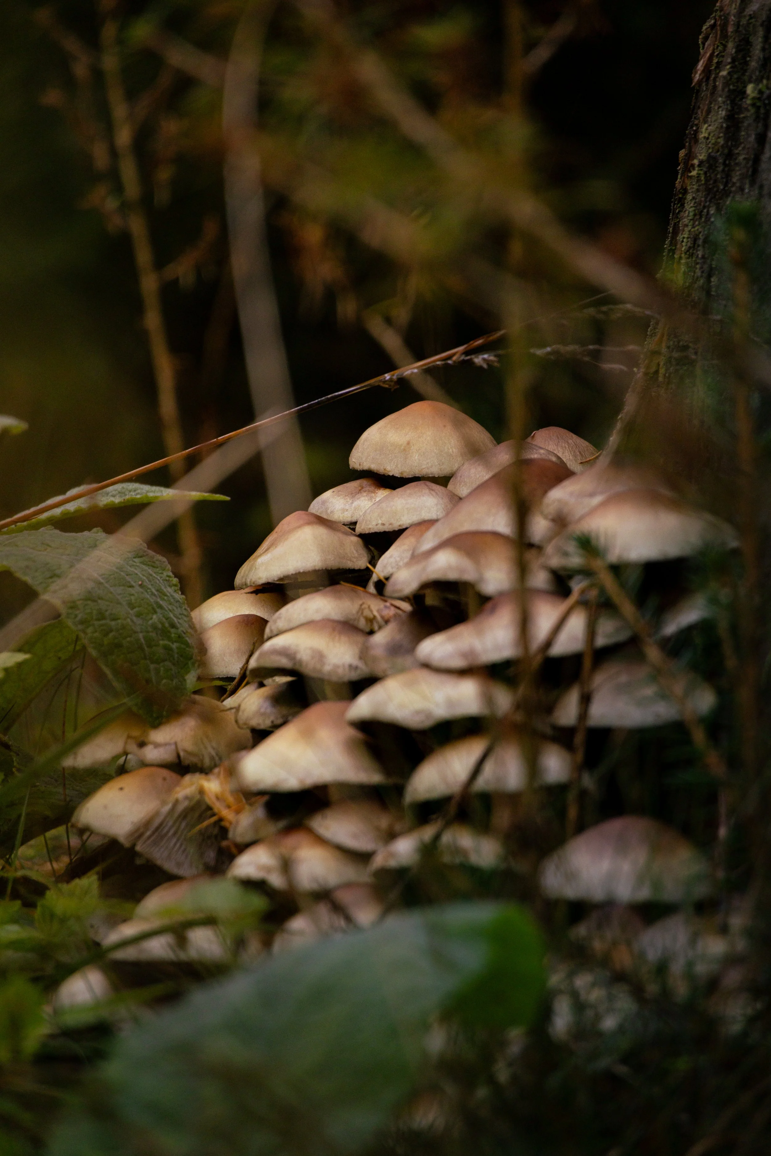 Haufen von Pilzen am Boden in einem Wald, umgeben von Blättern und Zweigen, mit Baumstamm im Hintergrund.