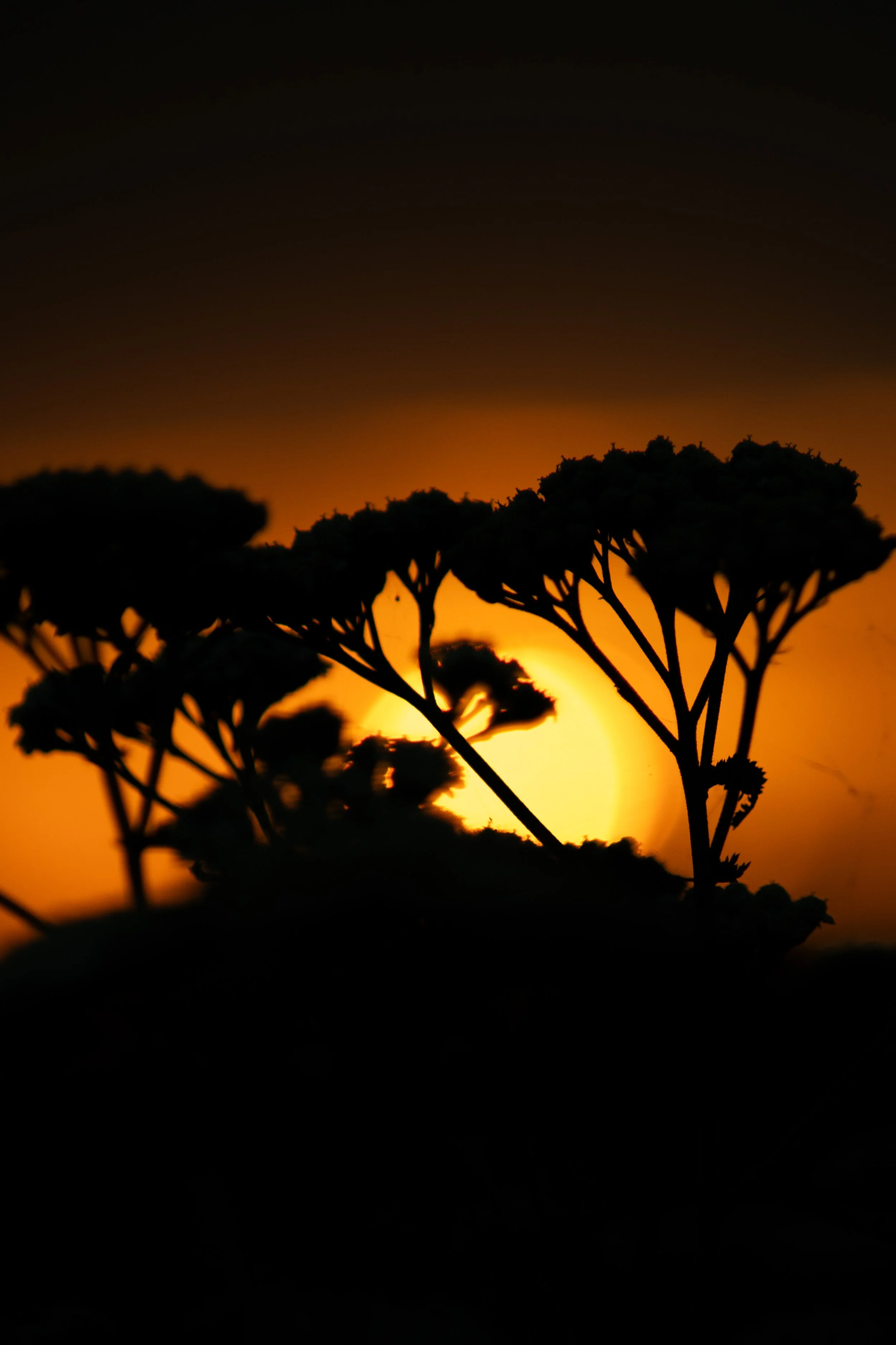 Silhouette von Bäumen vor einem orangefarbenen Sonnenuntergang am Himmel.