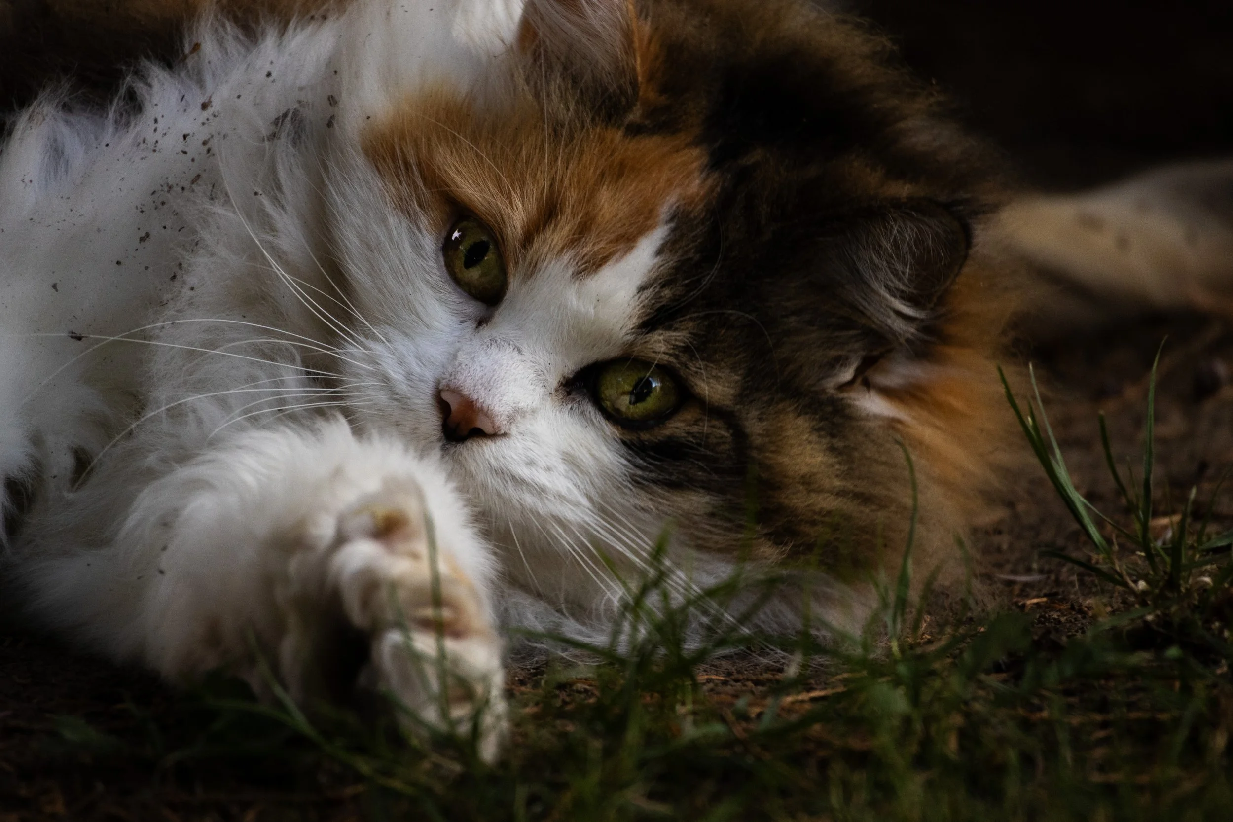 Eine getigerte Katze liegt auf dem Boden, schaut direkt in die Kamera, umgeben von Gras und Erde.