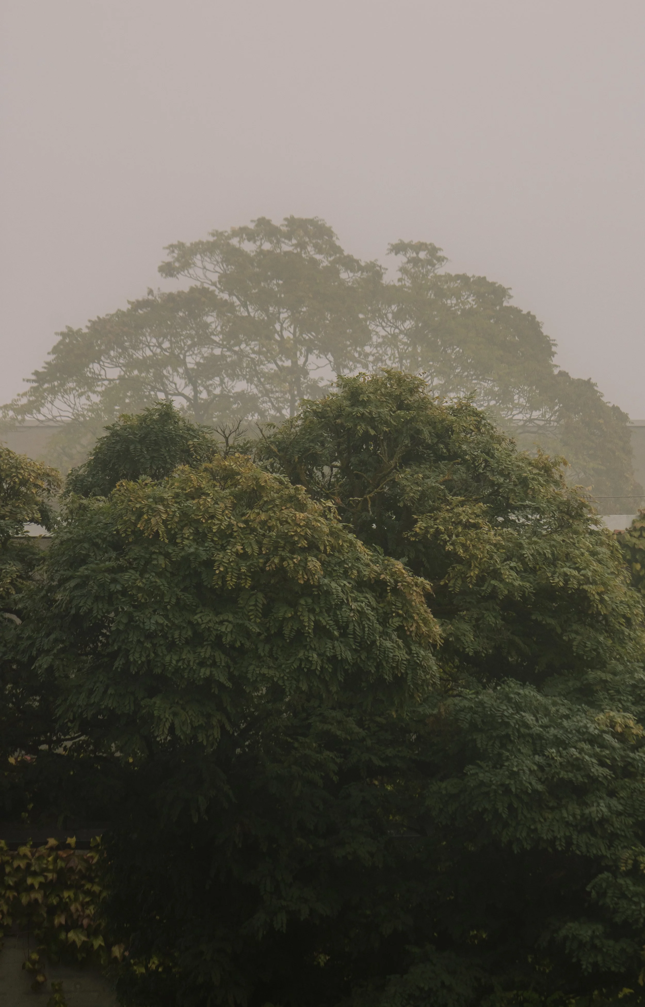 Nebel bedeckter Baumpark mit mehreren großen Bäumen, die in der Ferne durch den Nebel verschwinden.