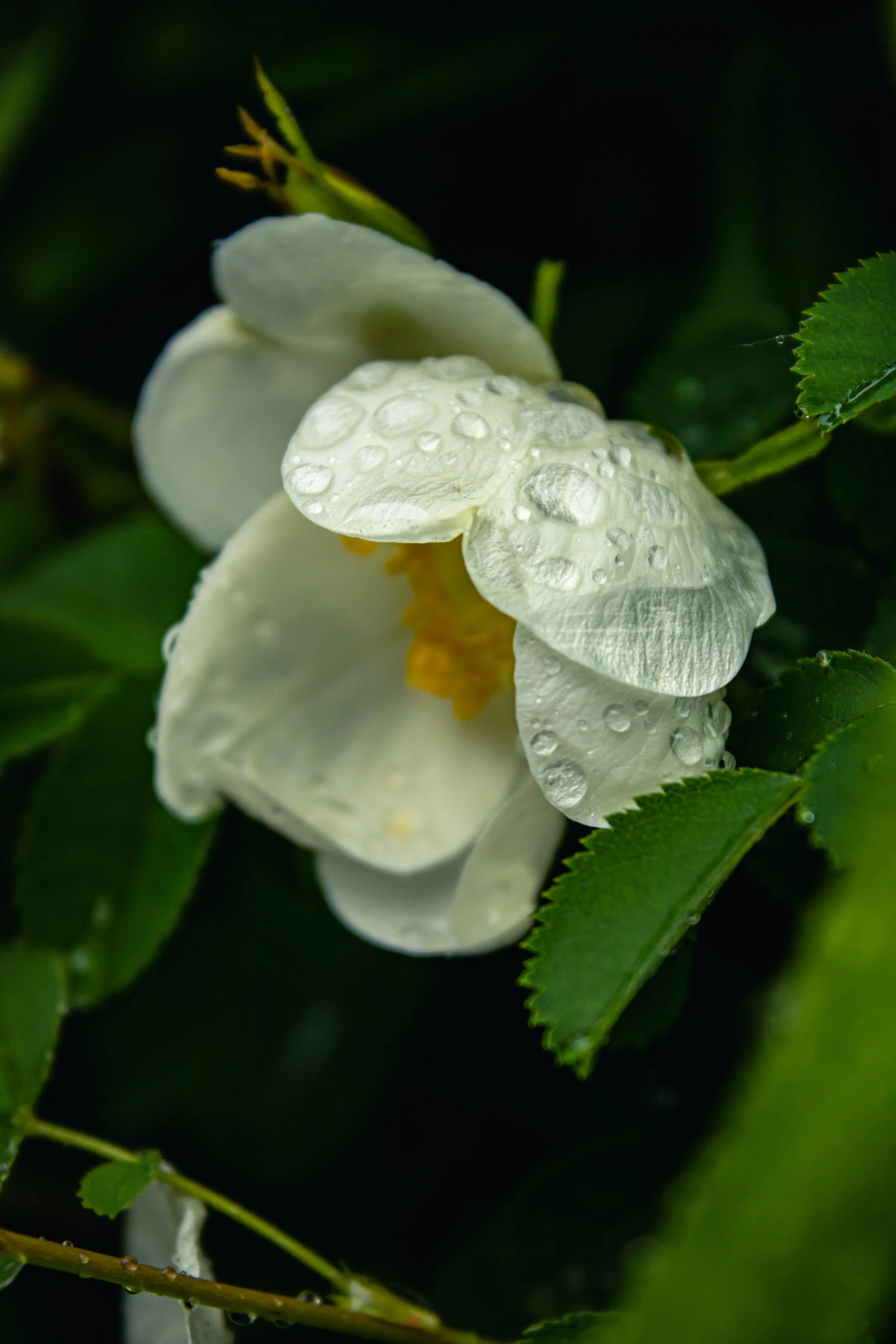 Weiße Blume mit Regentropfen auf den Blütenblättern, umgeben von grünen Blättern.