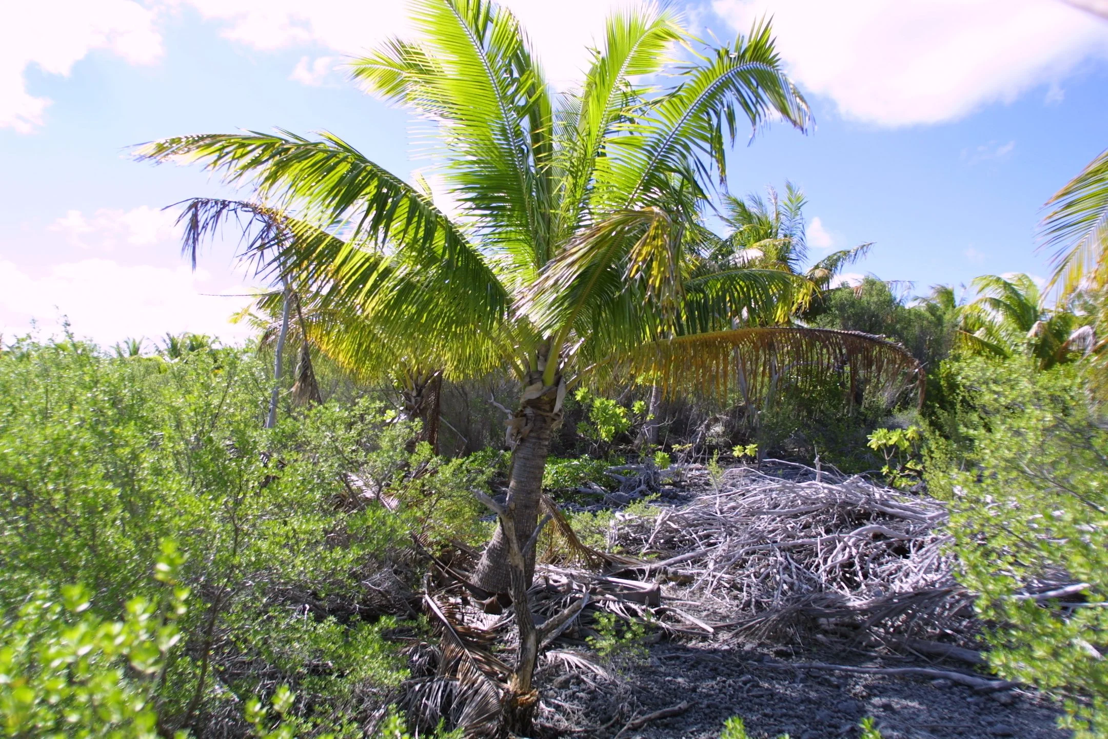 A sunny coastal scene with a palm tree, green bushes, and twisted roots on dark sandy ground under a blue sky with a few clouds.