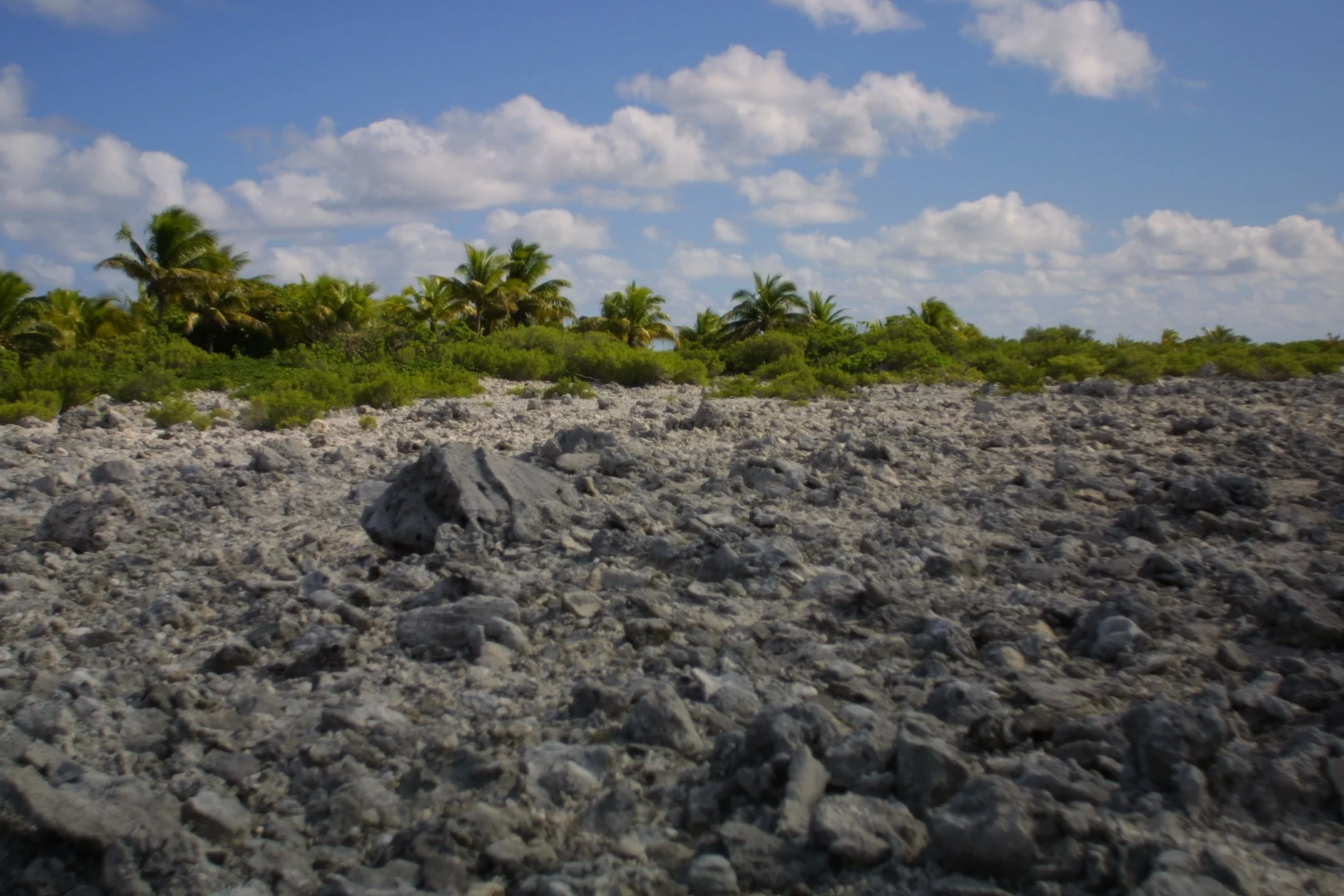 A landscape showing a rocky foreground, green shrubs, and palm trees under a blue sky with scattered clouds.