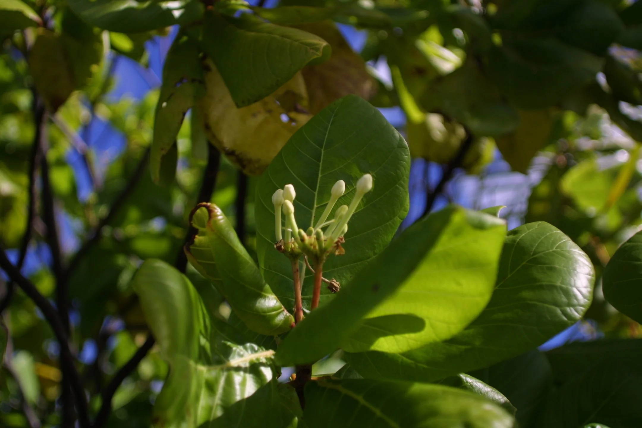 Close-up of green leaves and white flowers on a tree with blue sky in the background.