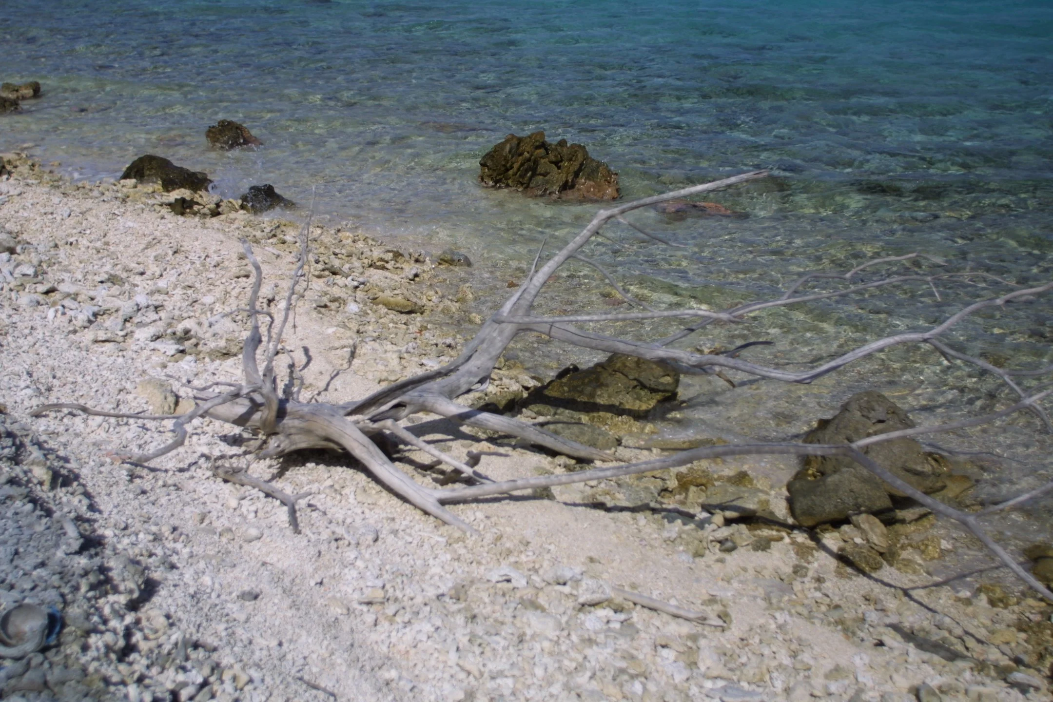 A rocky shoreline with clear blue water and a few scattered pieces of driftwood.