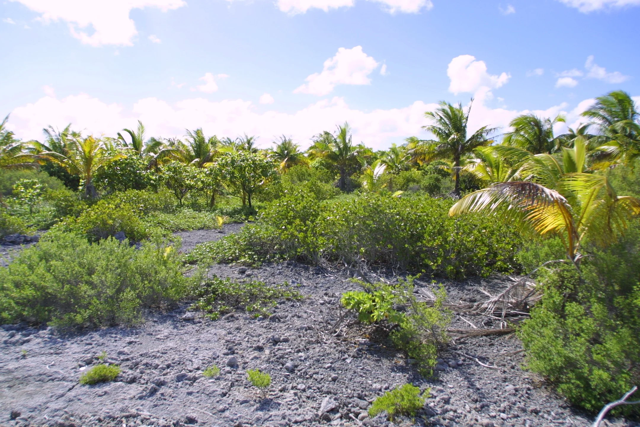 A landscape with lush green plants and palm trees under a bright blue sky with scattered clouds.