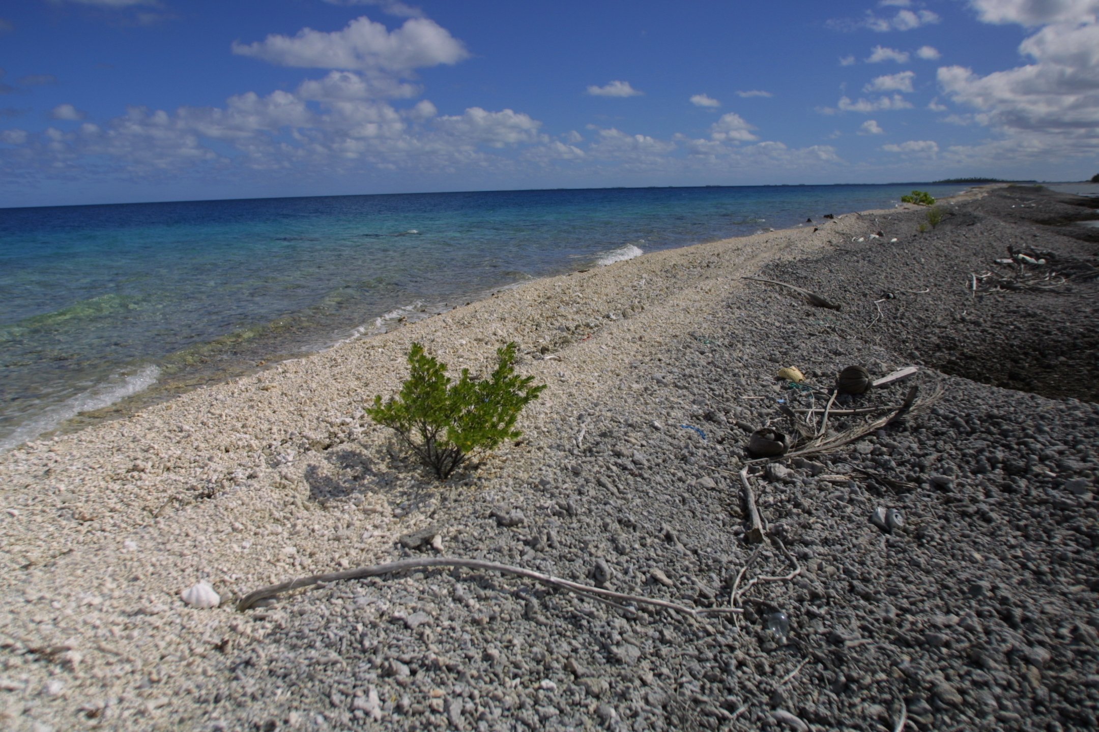 A beach with a mix of small white and gray pebbles, sparse green plants, and scattered driftwood, with clear turquoise water and a blue sky with white fluffy clouds.