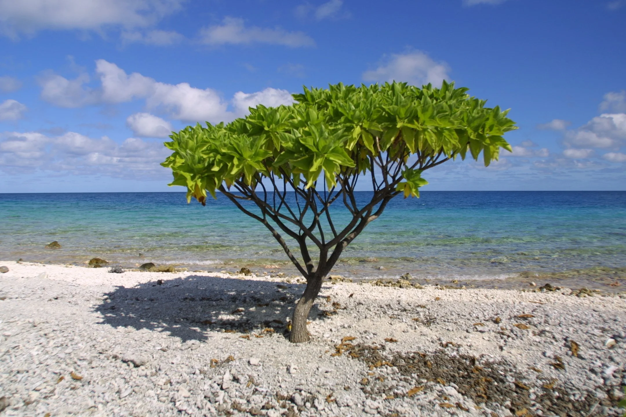 A small green tree on a sandy beach, with the ocean and a partly cloudy blue sky in the background.