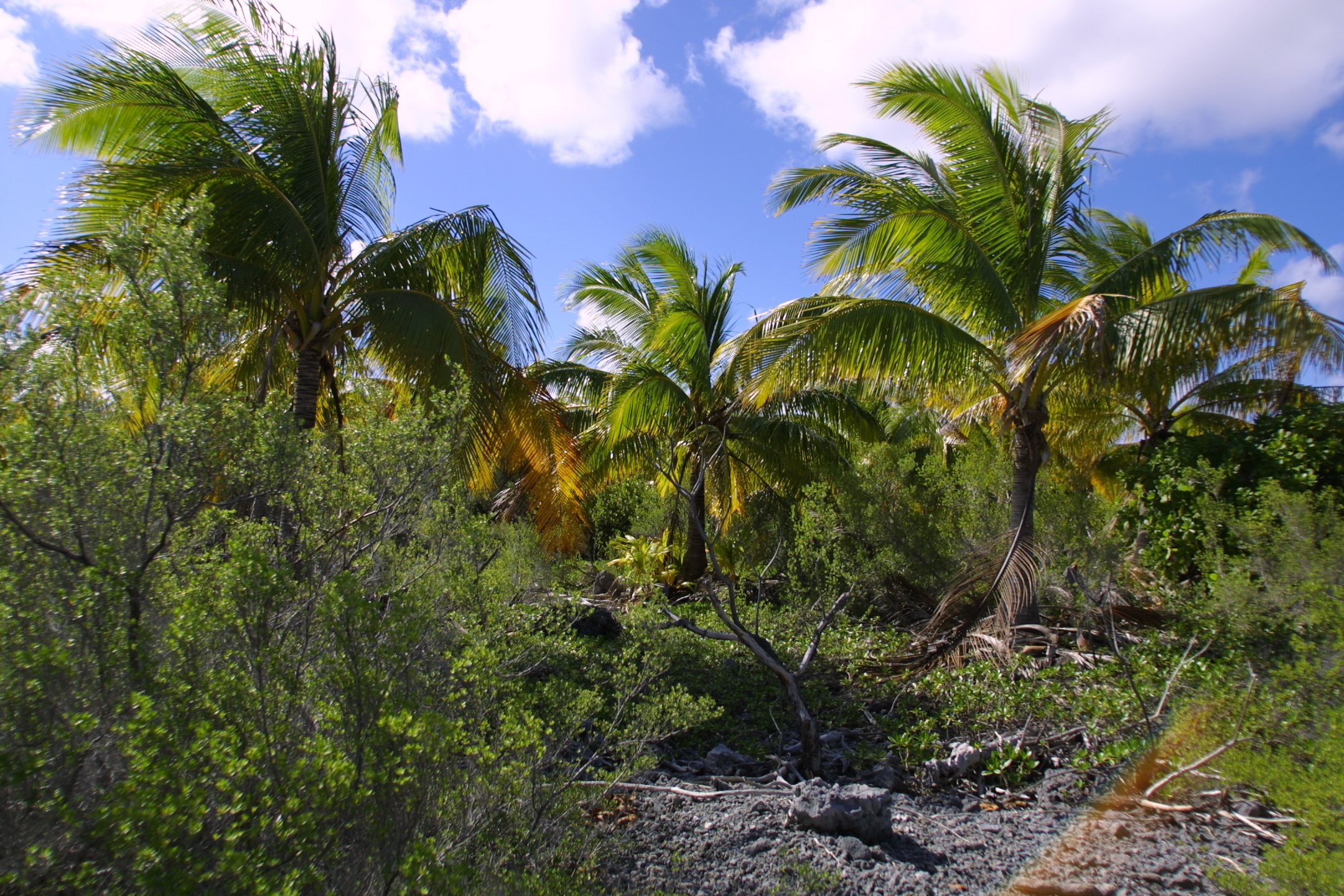 A clear sky with some clouds above tall green palm trees and lush foliage on the ground.