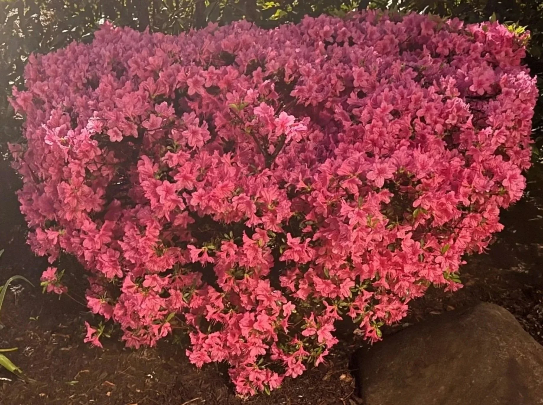 Pink azalea bush in full bloom in a garden bed with dark mulch, outside.
