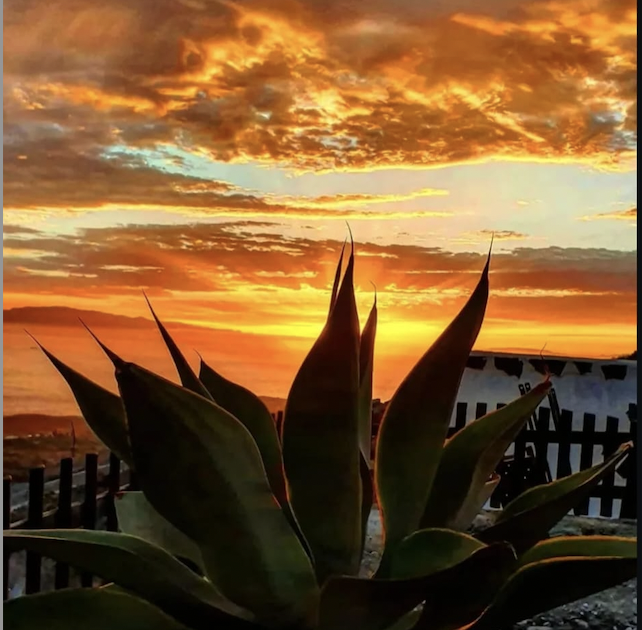 A sunset with vibrant orange and yellow clouds in the sky, silhouetted agave plant in the foreground, and a wooden fence in the background.