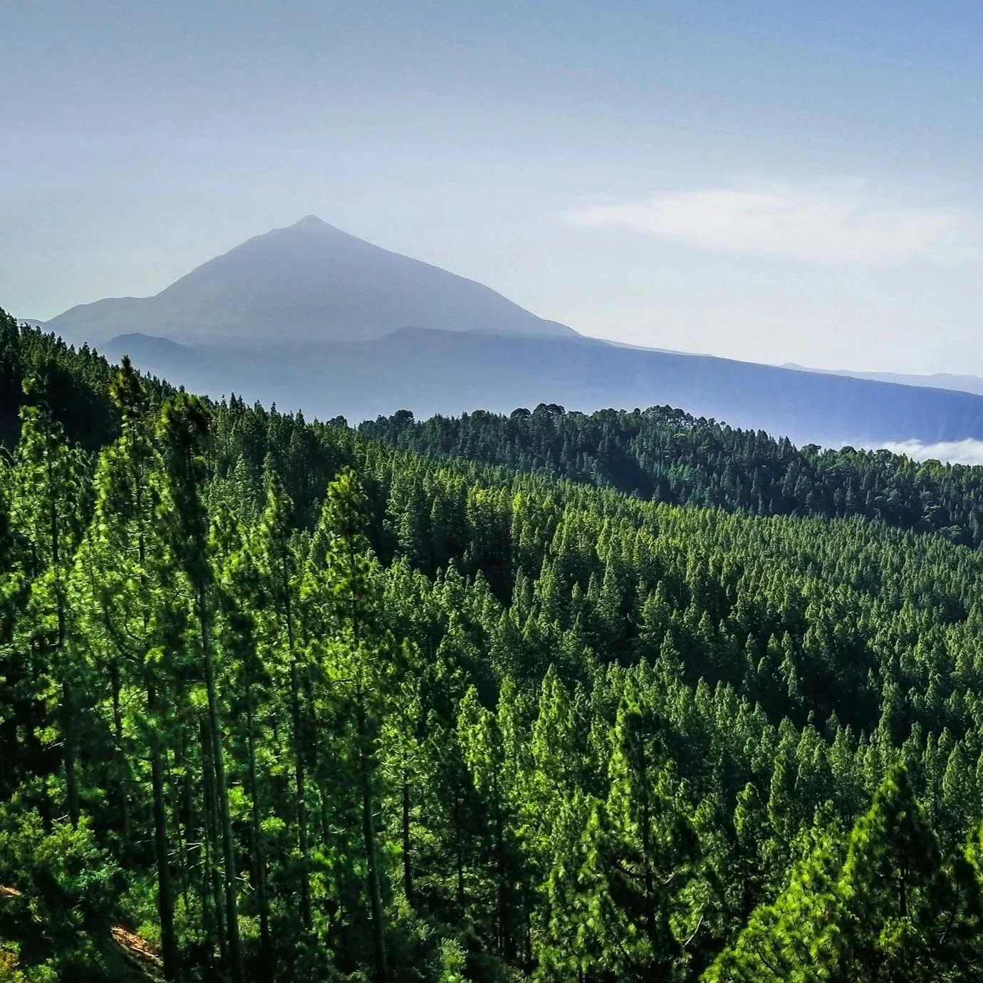 A view of a lush green forest with tall trees in the foreground and a mountain in the background under a clear blue sky.