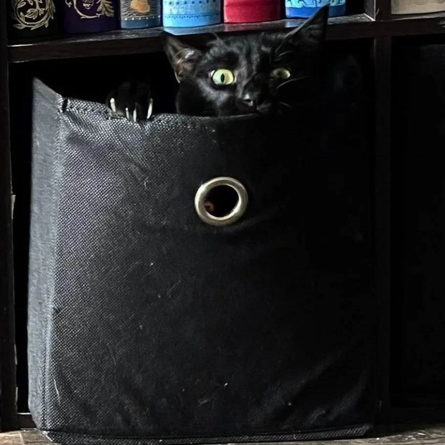 Black cat with yellow eyes peeking out from a black fabric storage bin with a metal grommet handle, sitting on a shelf with books in the background.