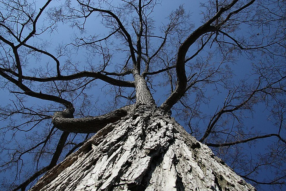 Looking up at a tall leafless tree against a clear blue sky.