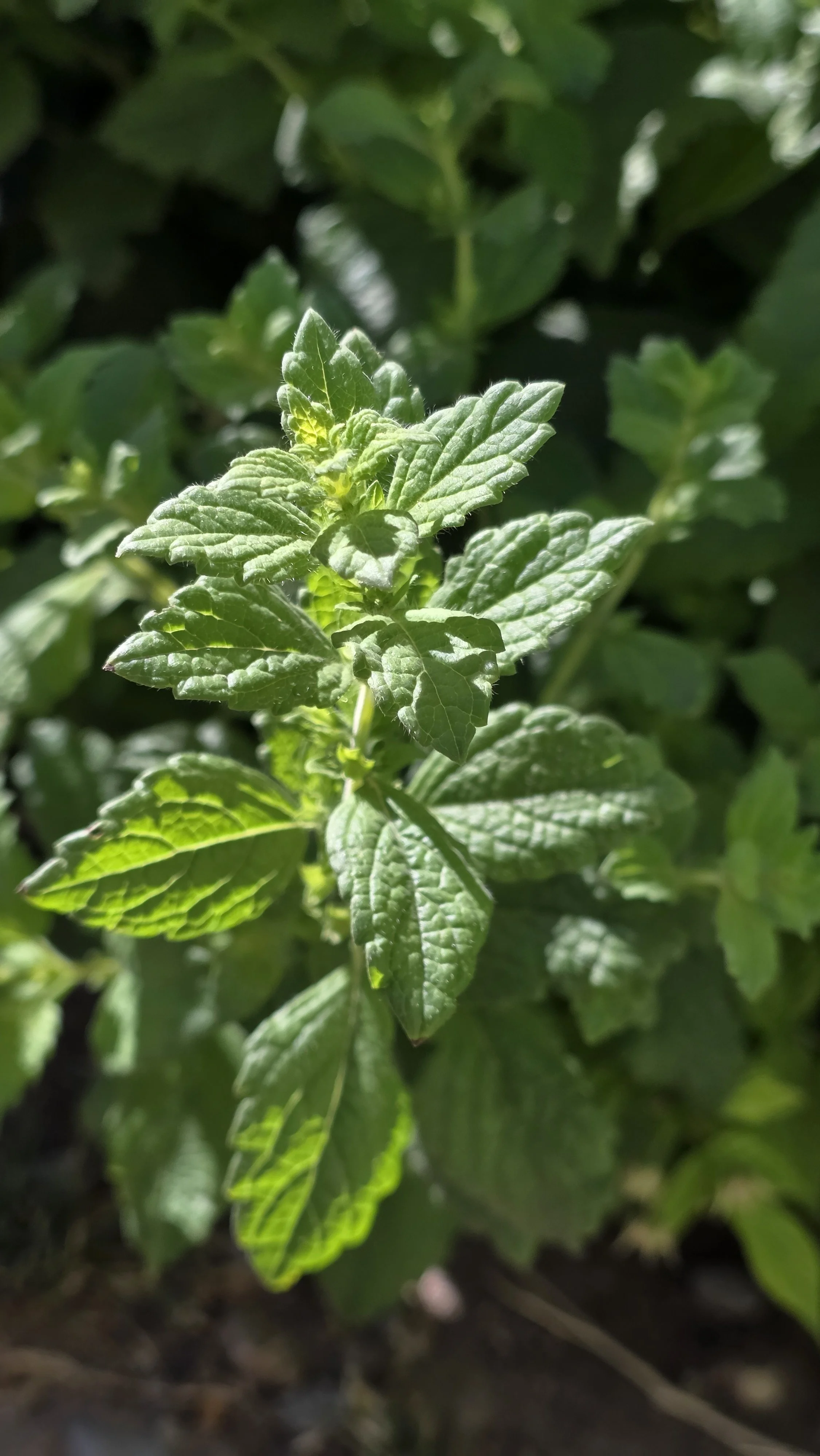 Close-up of fresh green mint leaves on a plant.