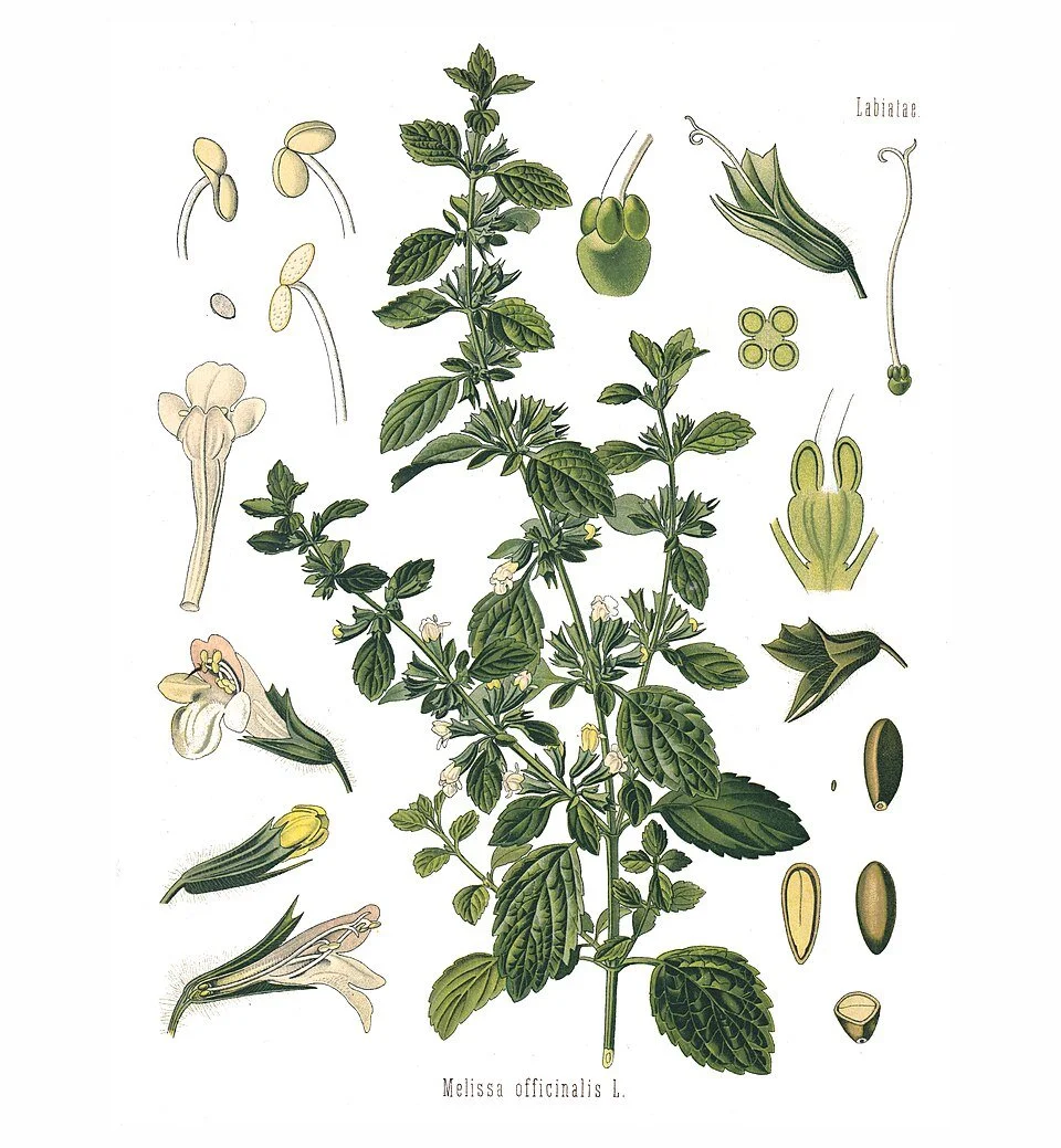 Illustration of Melissa officinalis (lemon balm) plant with detailed drawings of leaves, flowers, seeds, and other plant parts.