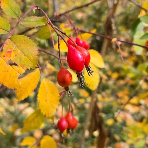 Herbs — Body-Based Herbalism