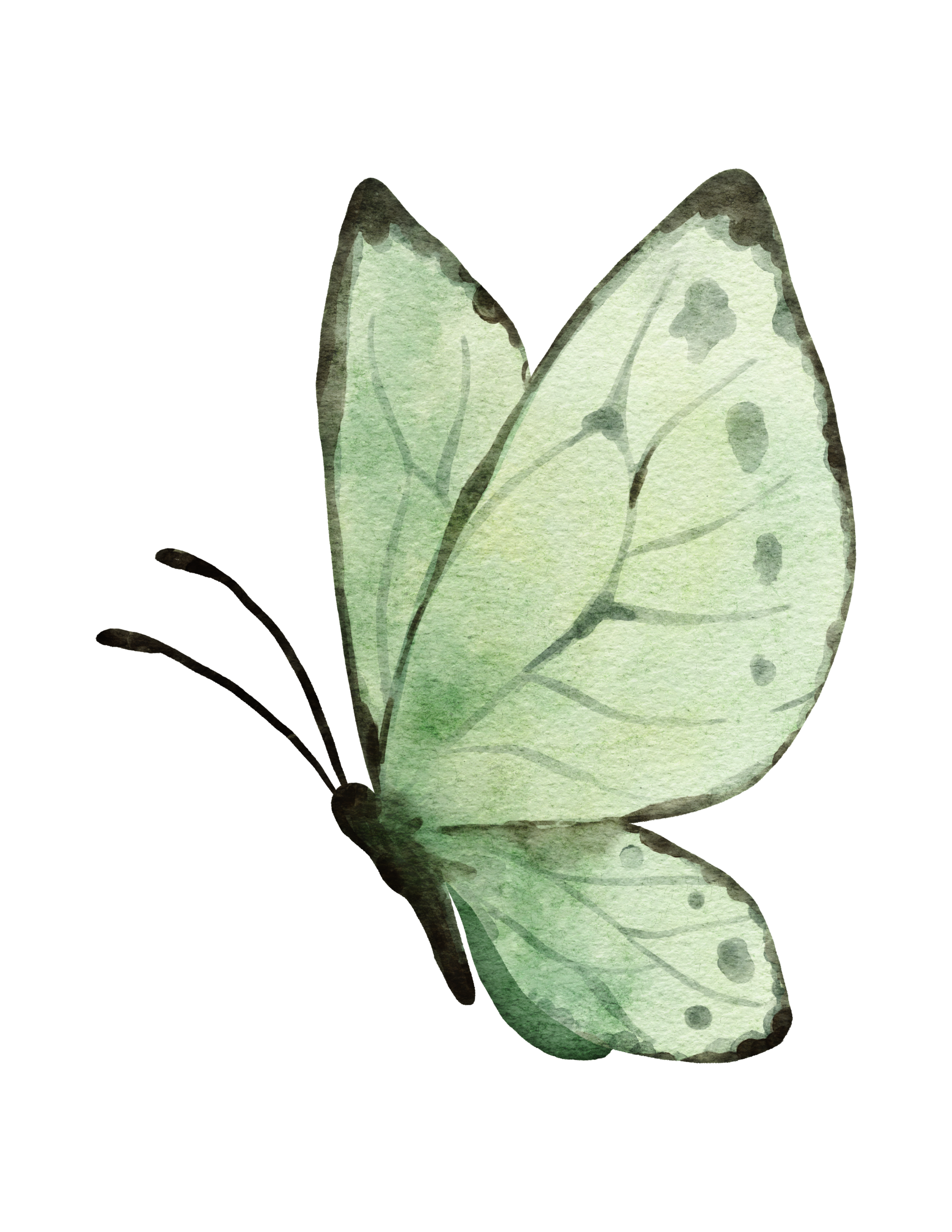 Watercolor illustration of a green butterfly with black and purple accents on its wings.