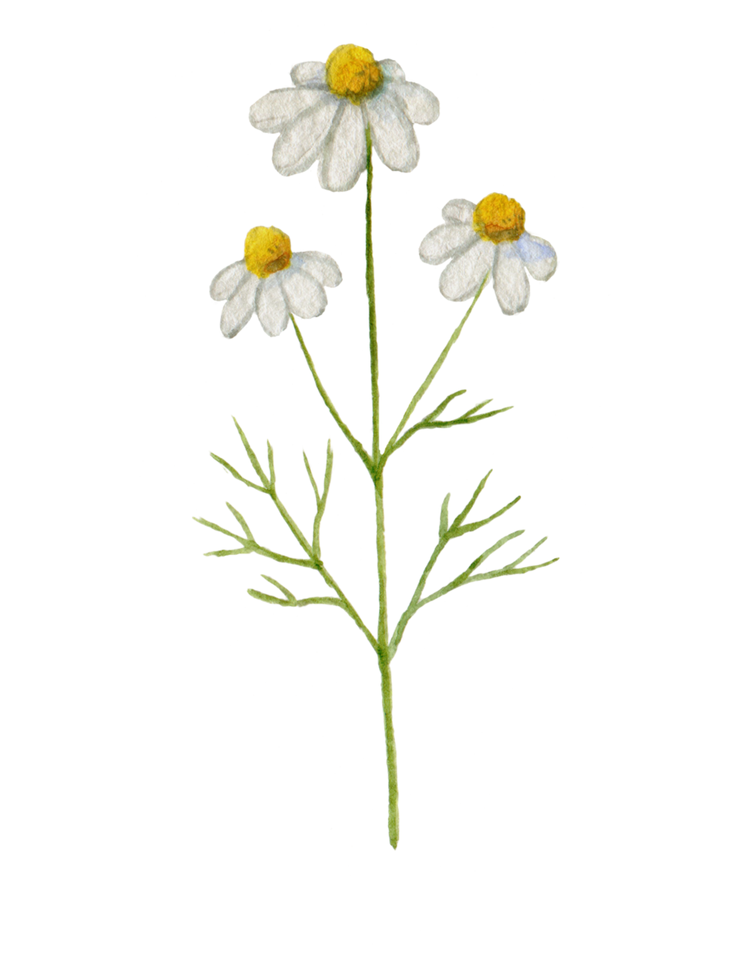 Three chamomile flowers with white petals and yellow centers on a green stem.