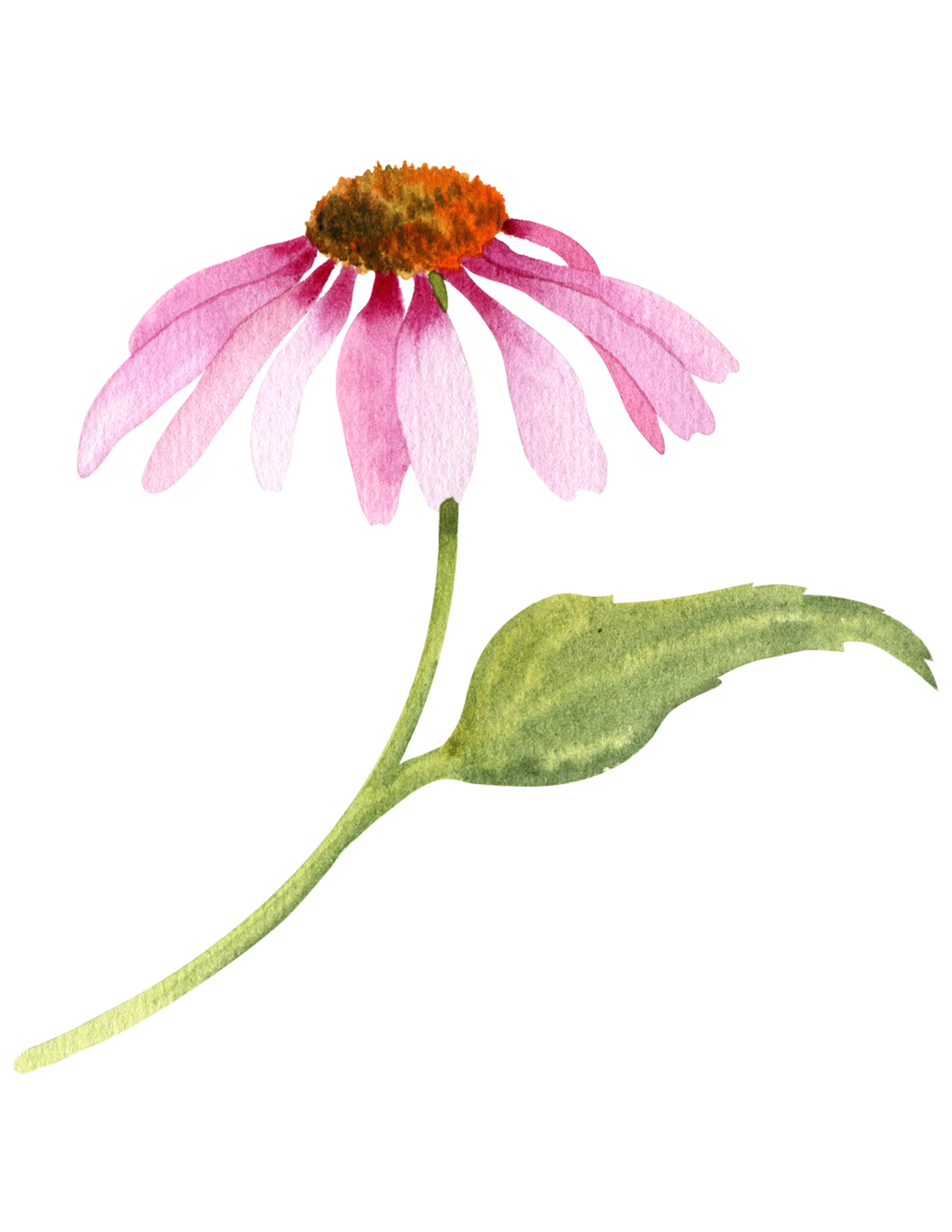 Close-up of a pink coneflower with a brown center and green stem against a black background.