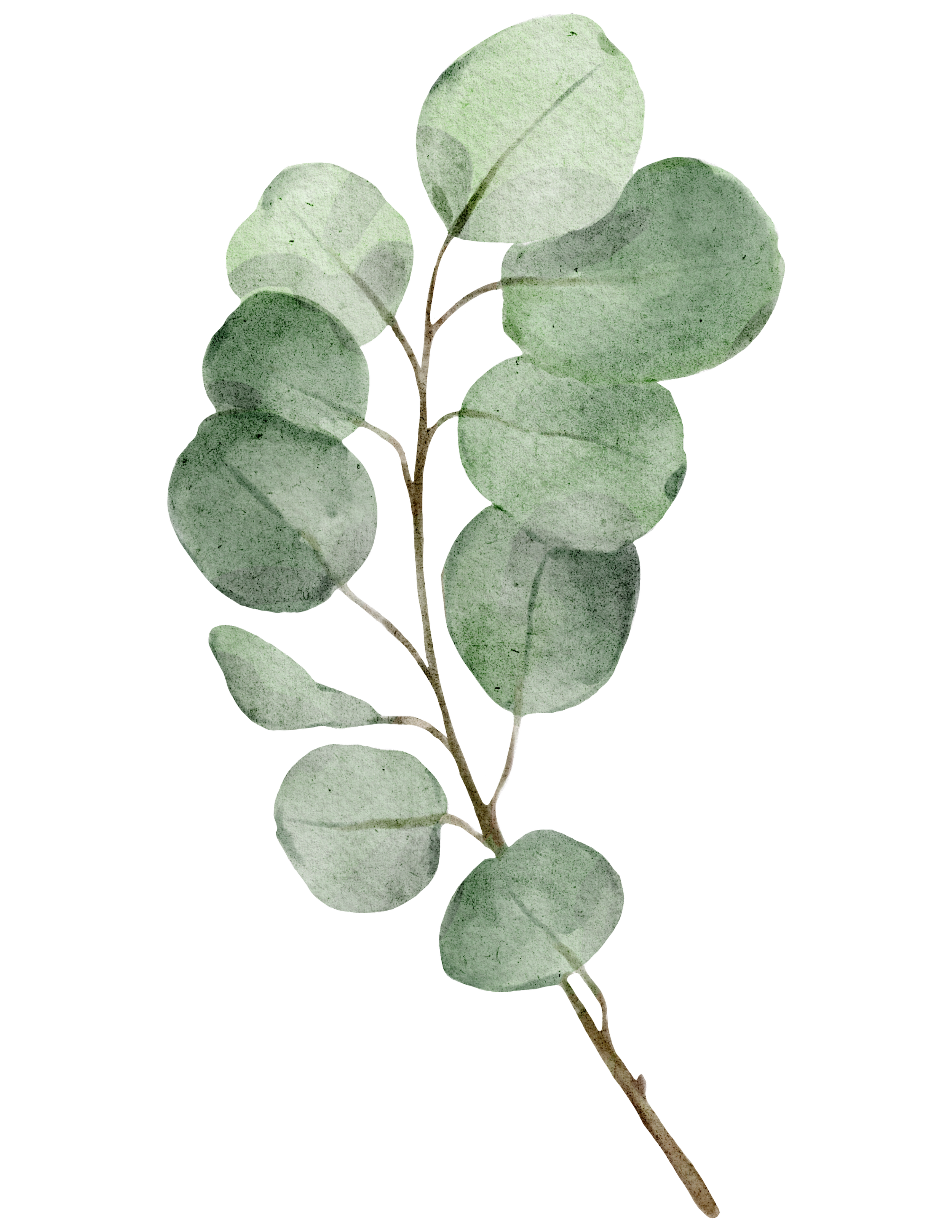 A sprig of eucalyptus with round, silvery-green leaves against a black background.