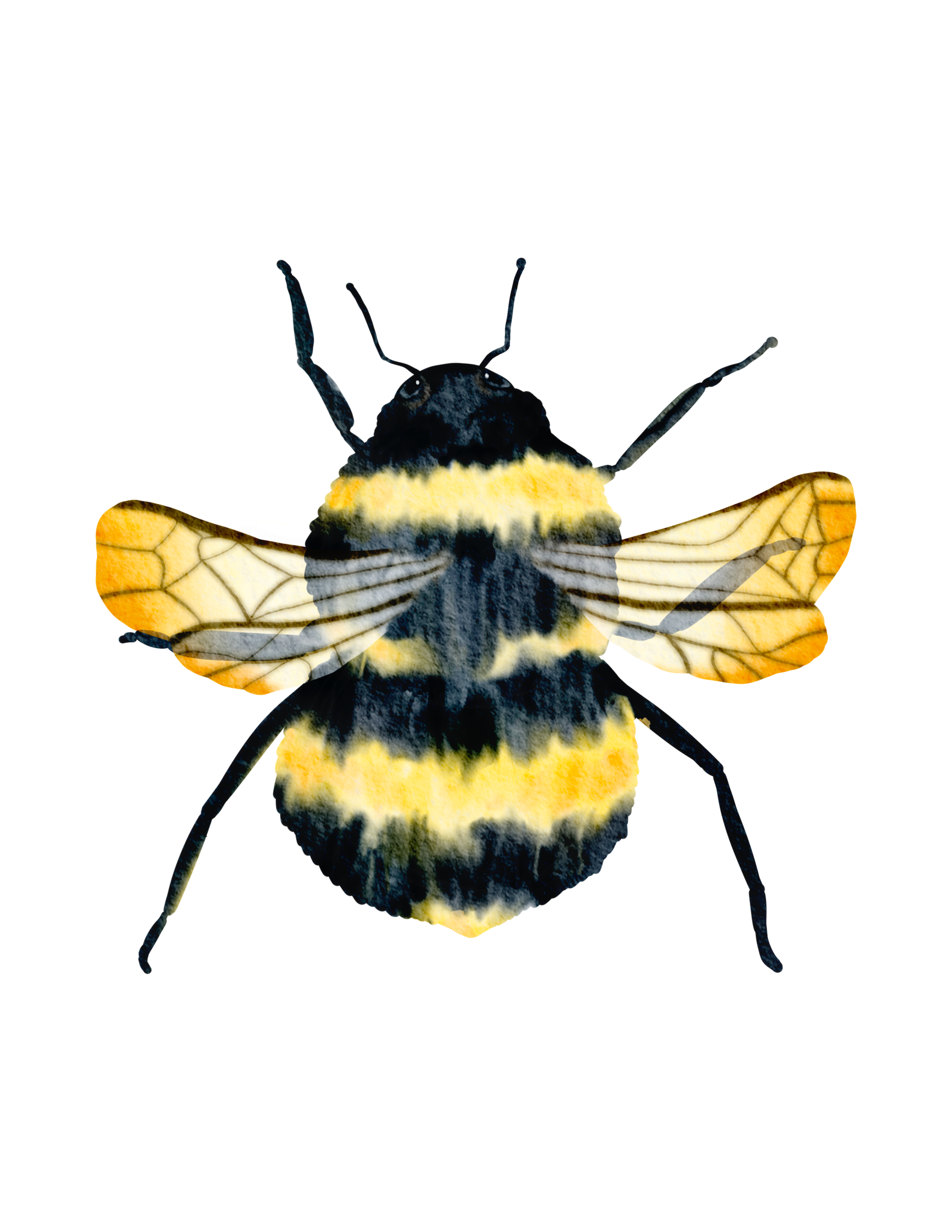 Close-up of a bee with black and yellow fuzzy body and transparent wings.