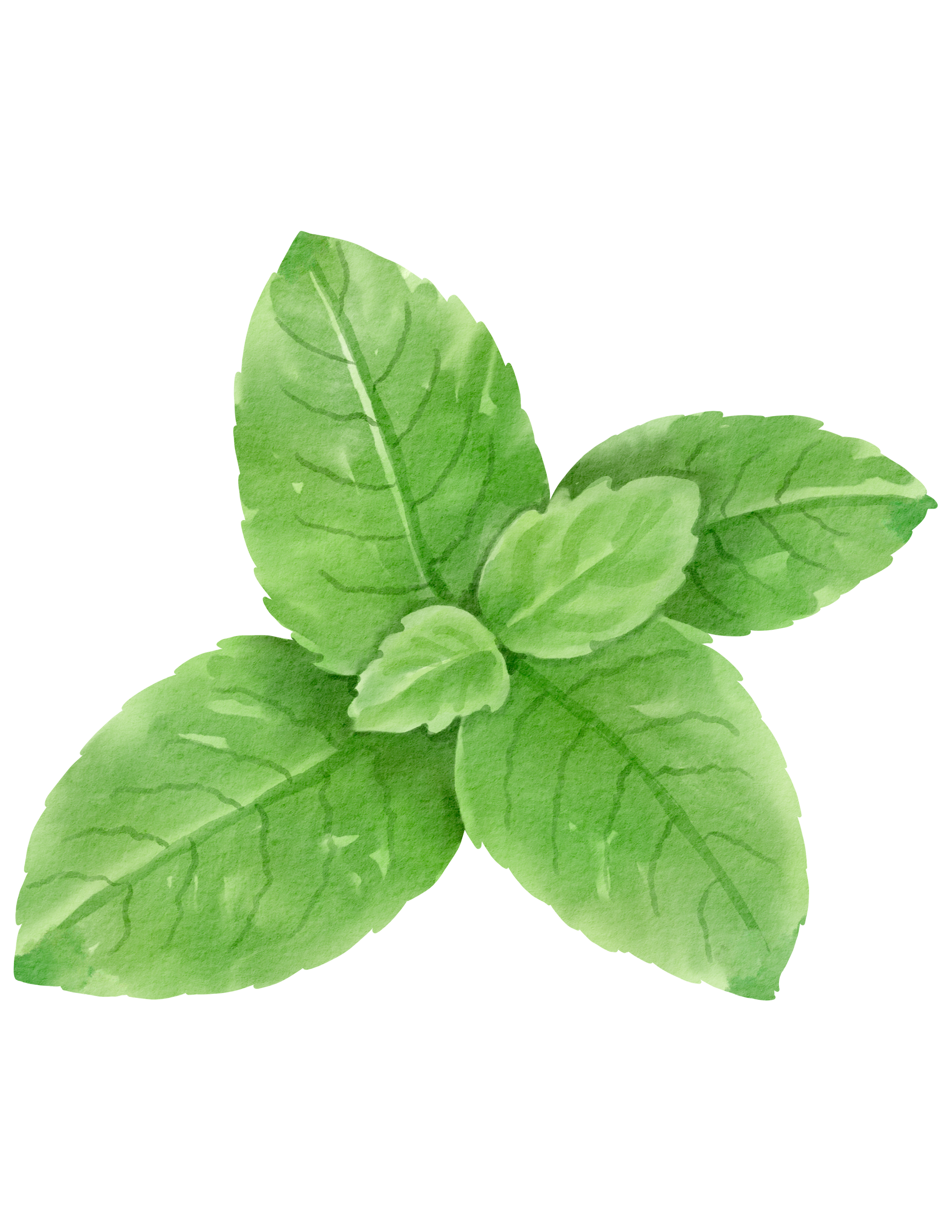 Watercolor painting of green mint leaves.