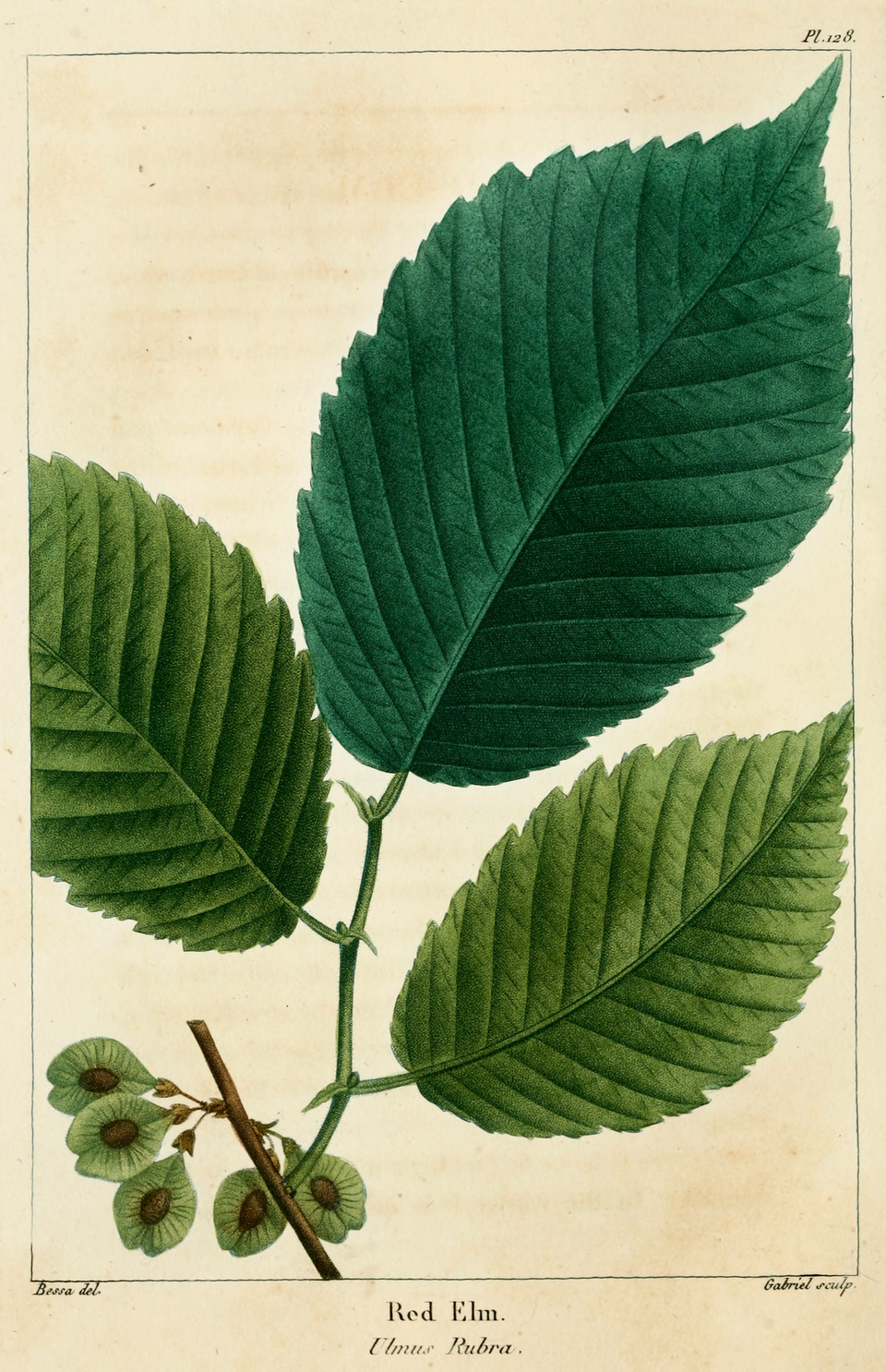 Illustration of red elm leaves and small green fruit. The scientific name is Ulmus Rubra.