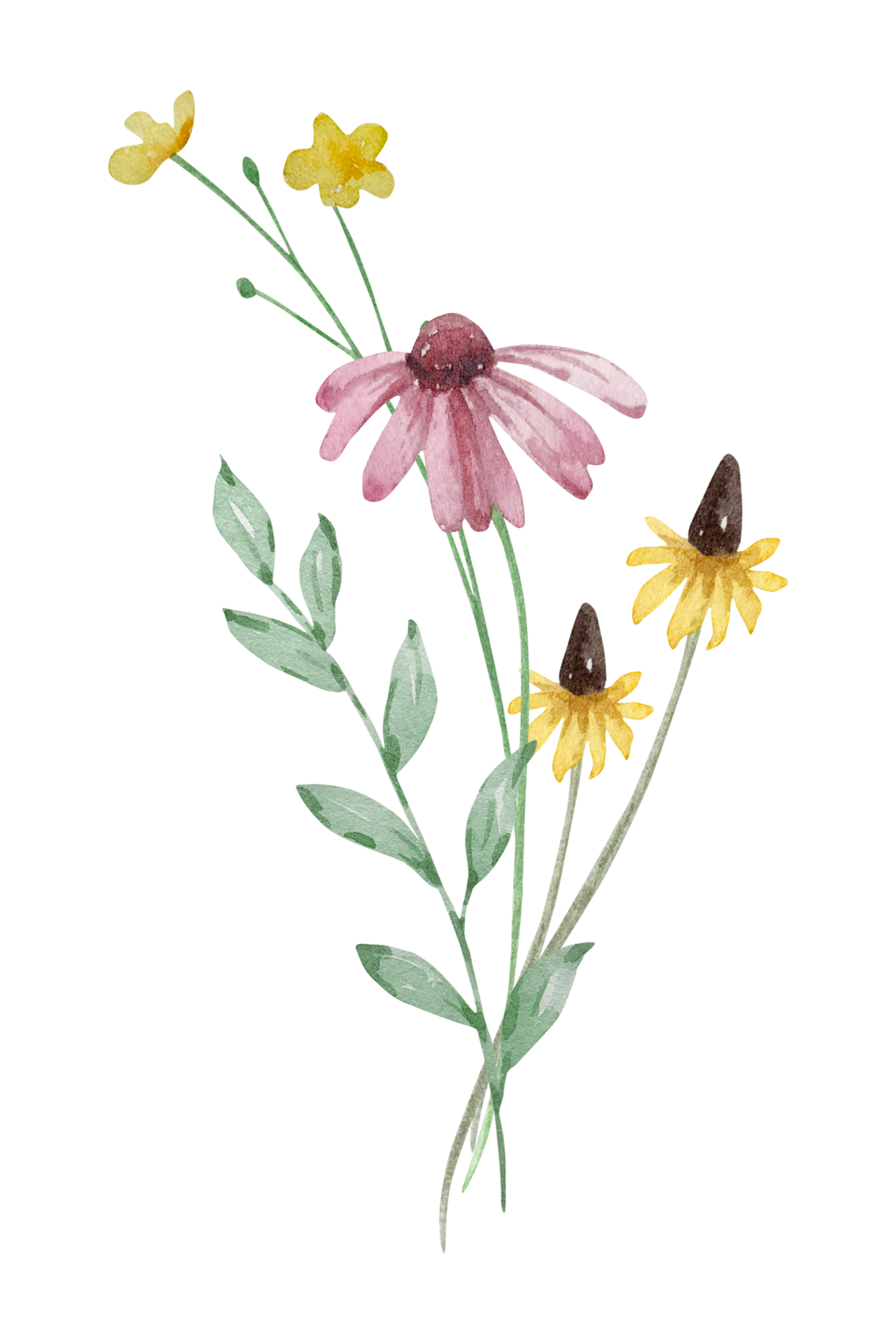 Watercolor illustration of a flowering plant with pink, yellow, and brown flowers and green leaves.