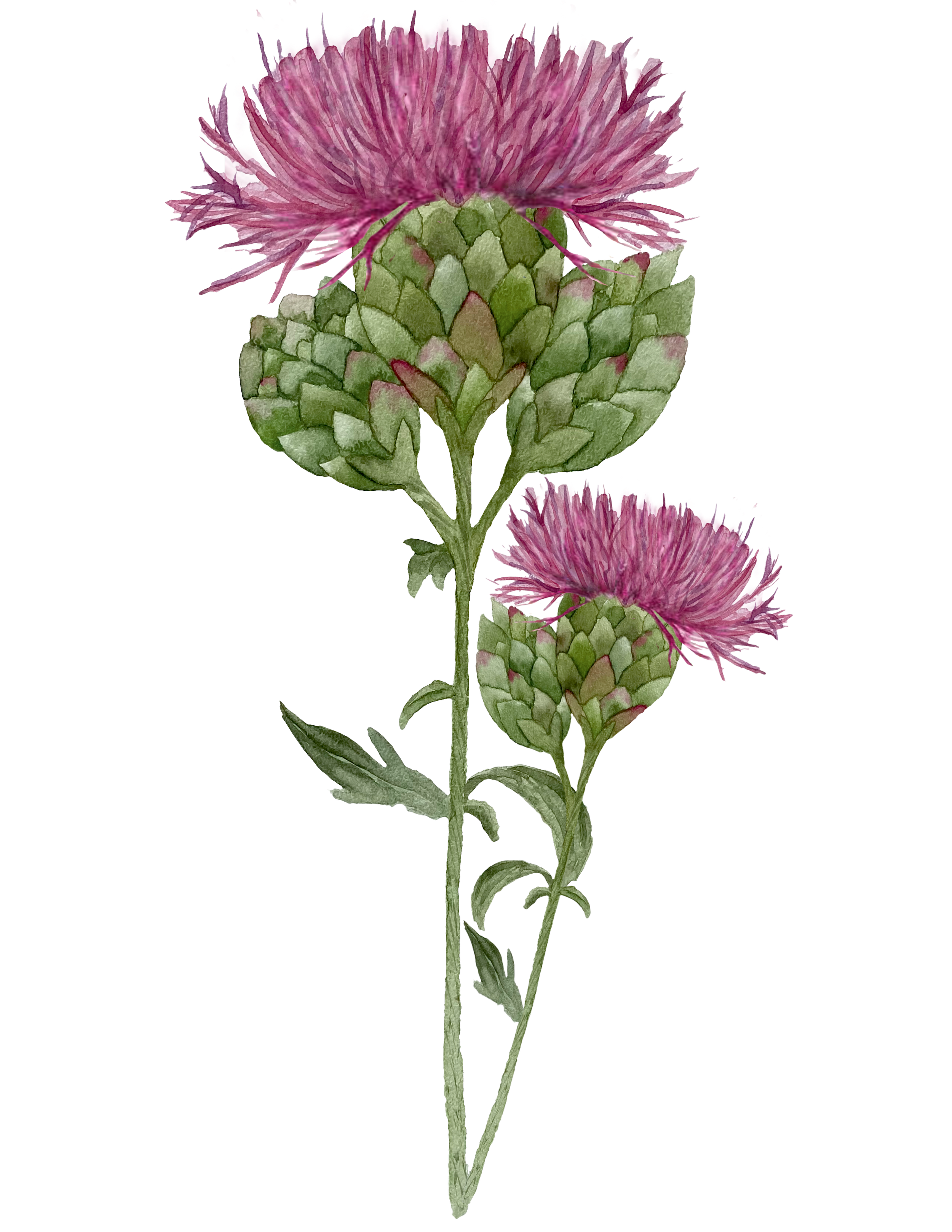 Watercolor illustration of a pink and purple flower with green leaves.
