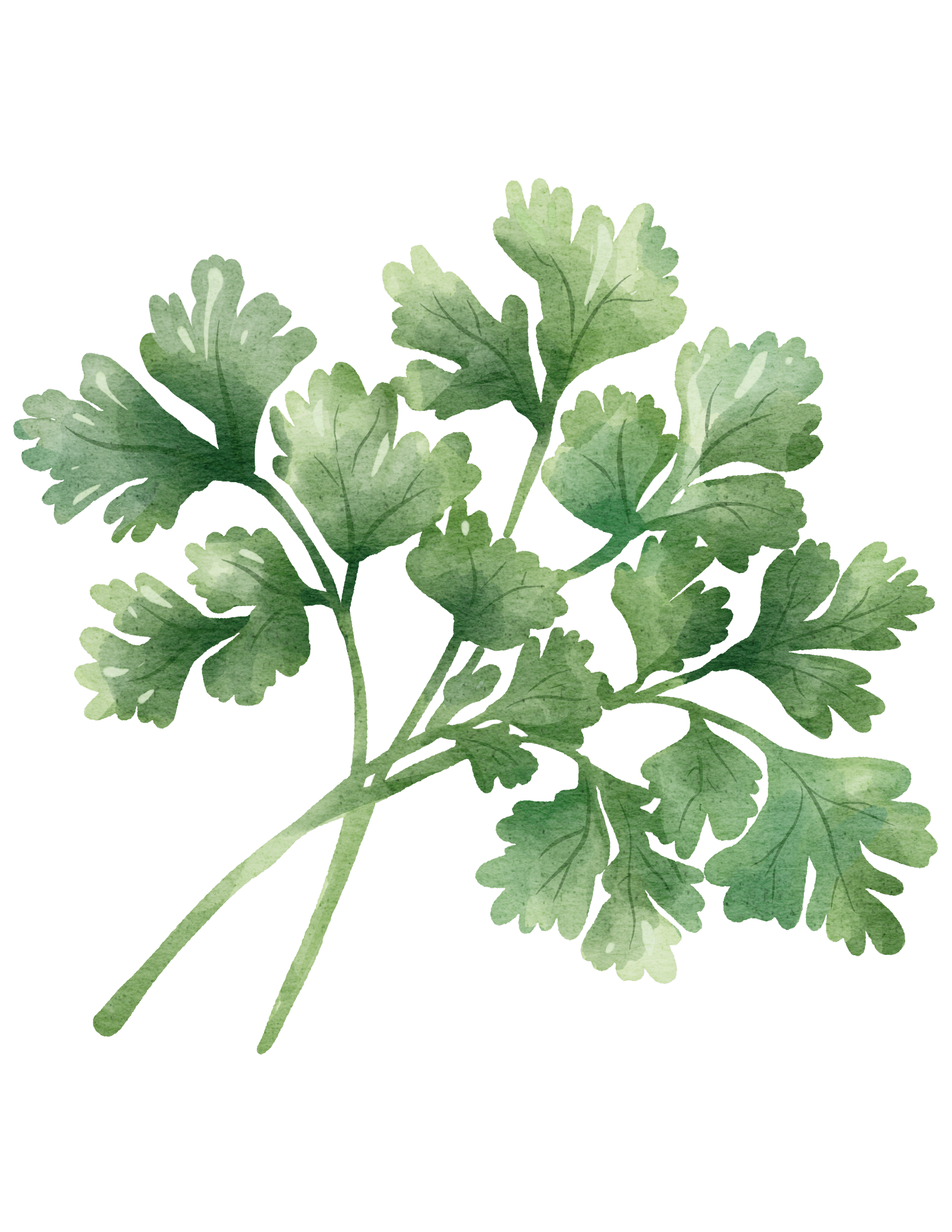 Watercolor illustration of fresh cilantro herb with green leaves on stem.