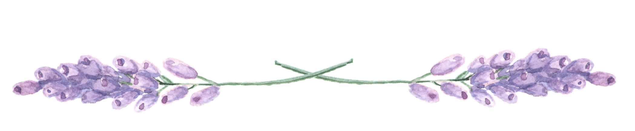 Watercolor illustration of a lavender flower branch with purple flowers and green stem.