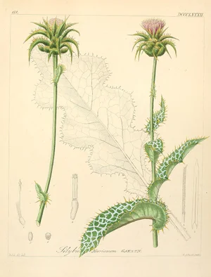 Milk Thistle - Silybum marianum