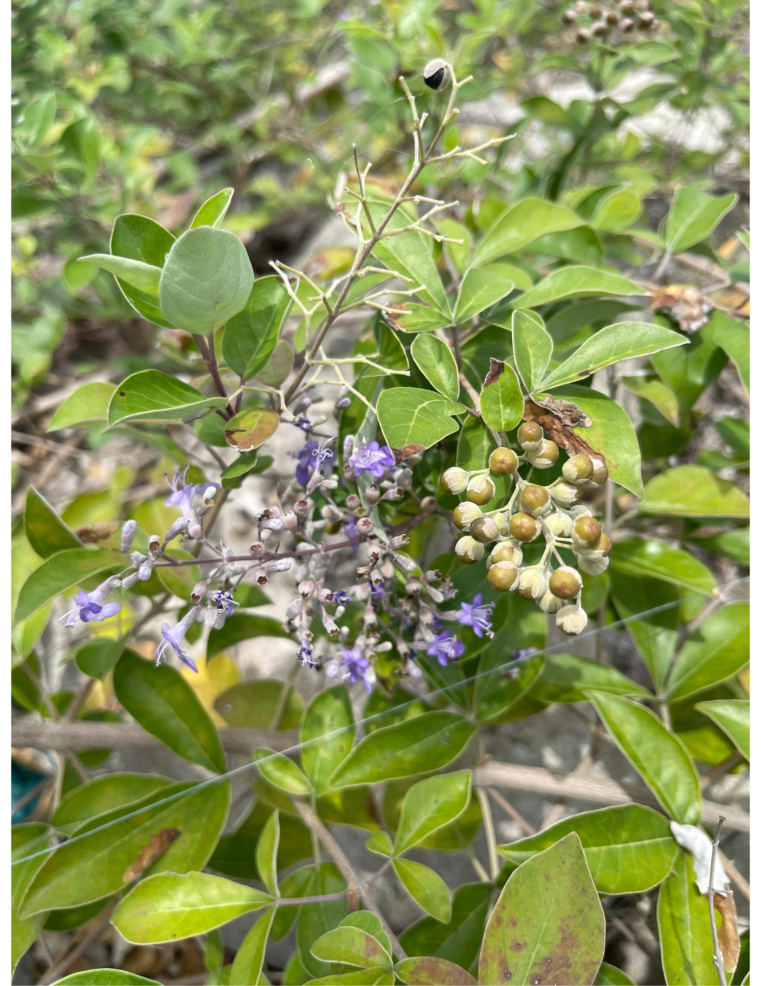 Close-up of green leaves and small purple flowers on a plant, with some brown spots on a few leaves.