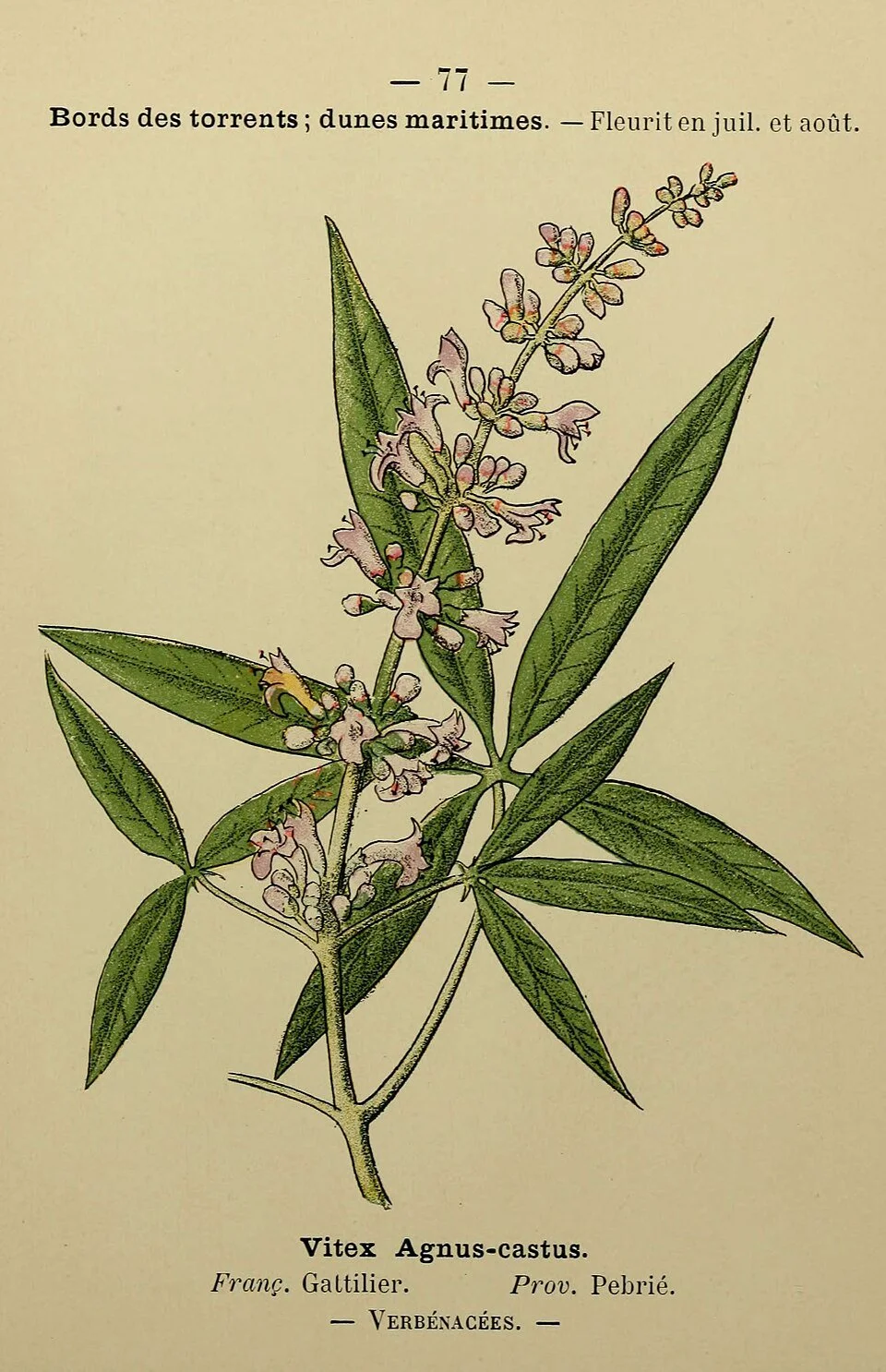 A botanical illustration of the plant Vitex Agnus-castus, showing its leaves and flowers, with French and Latin labels.