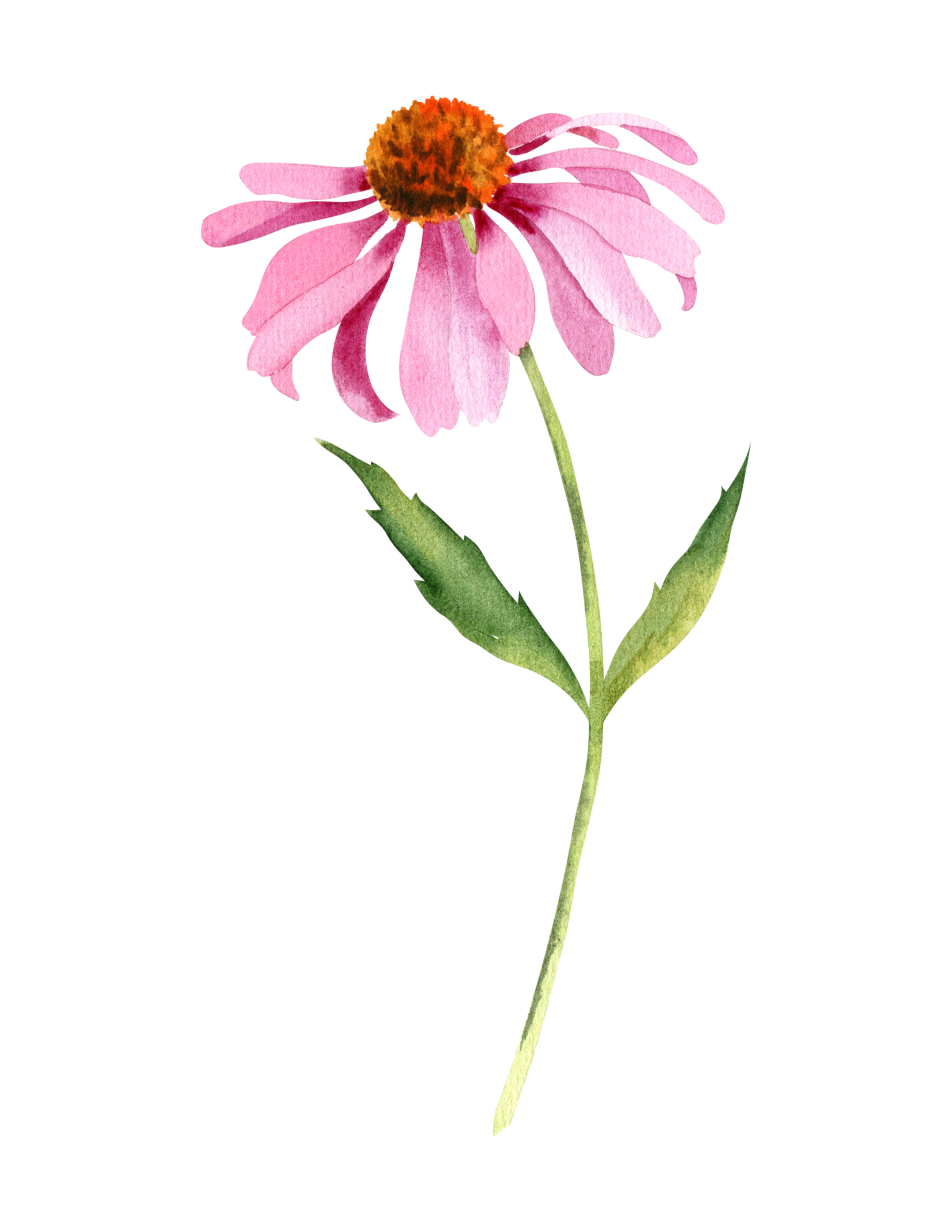 Watercolor painting of a pink coneflower with a brown center, green stem, and two green leaves.
