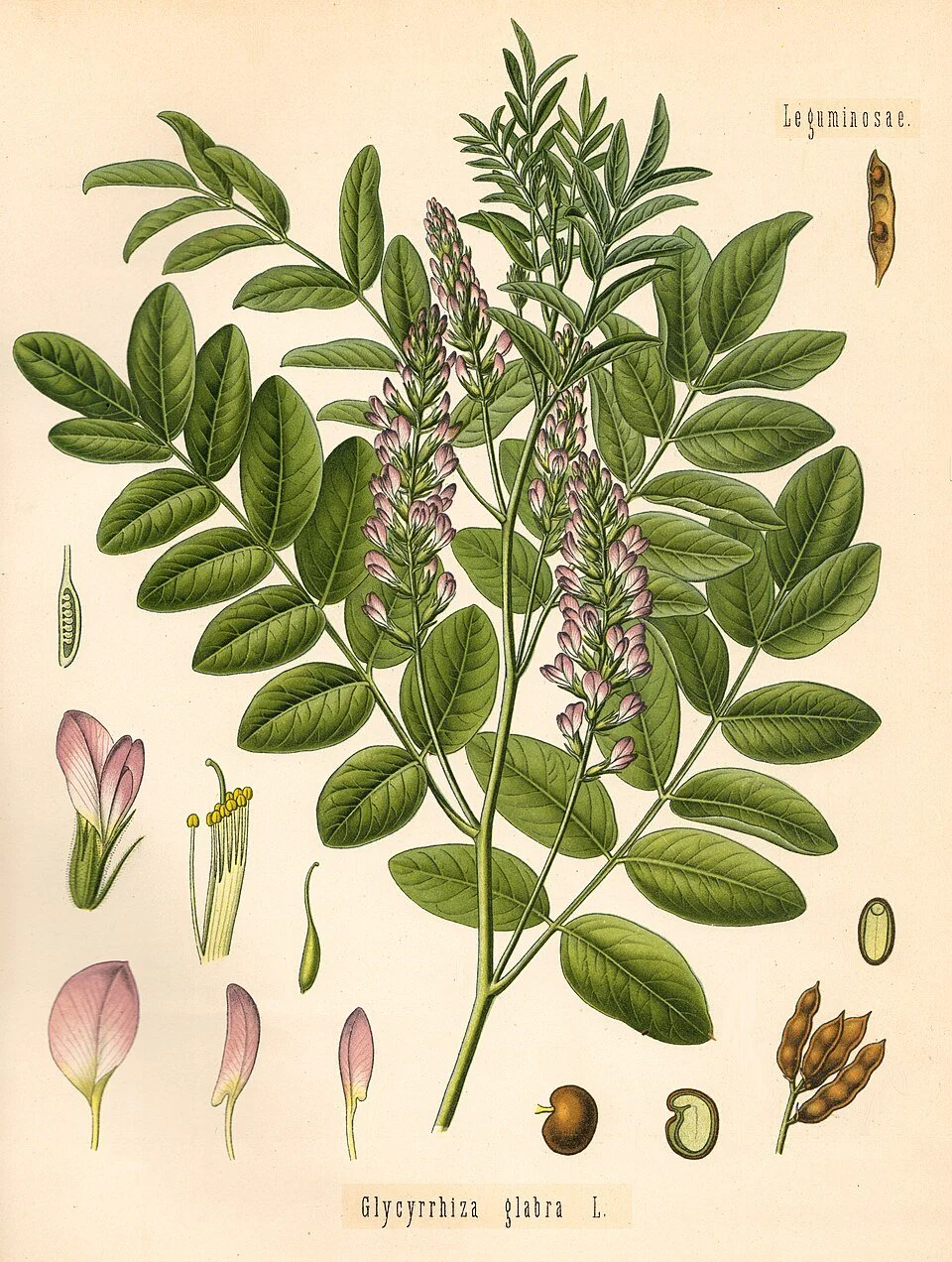 Illustration of Glycyrrhiza glabra plant, showing green leaves, pinkish-purple flowers, and various plant parts including pods and seeds.