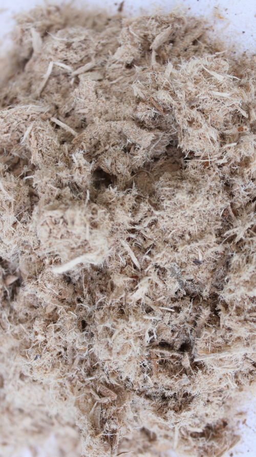 Slippery Elm - Ulmus rubra