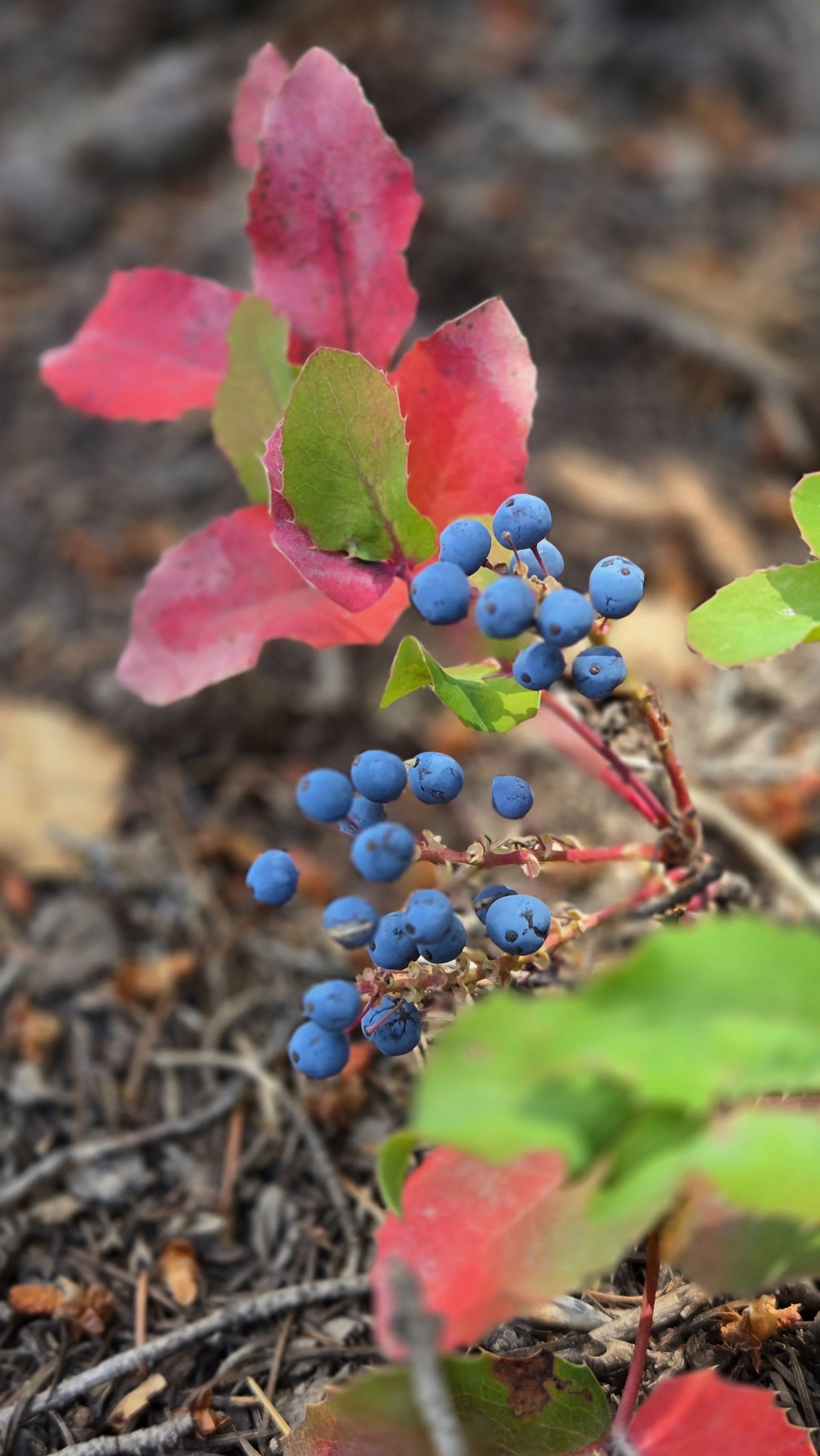 Wild berries in autumn — Body-Based Herbalism