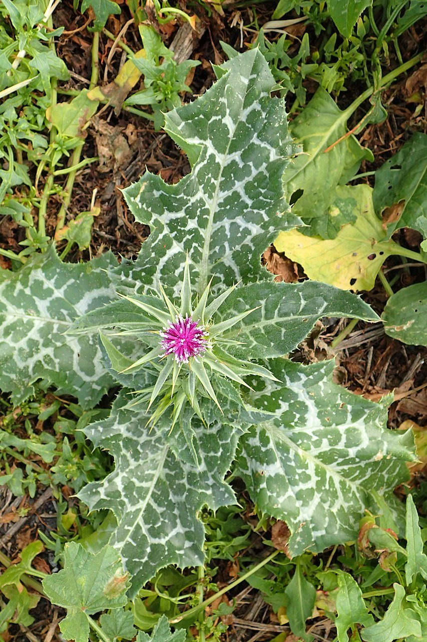 Milk Thistle - Silybum marianum