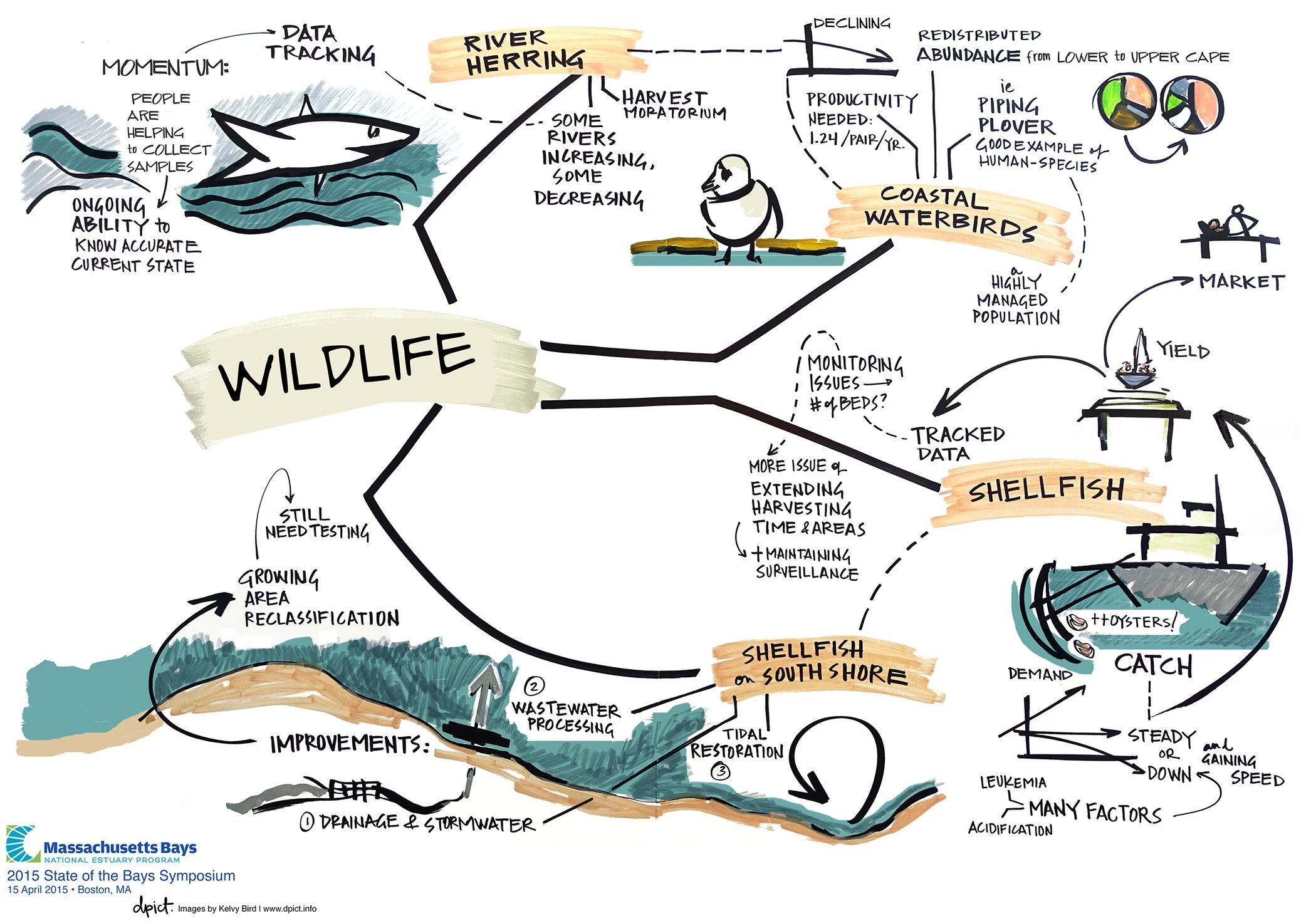 Figure 23: Level Two Scribing. Multiple presentations on the topic of wildlife, for a State of the Bays Symposium with Massachusetts Bays National Estuary Program. Permanent ink on foam board, 40”h x 60”w, 2015.