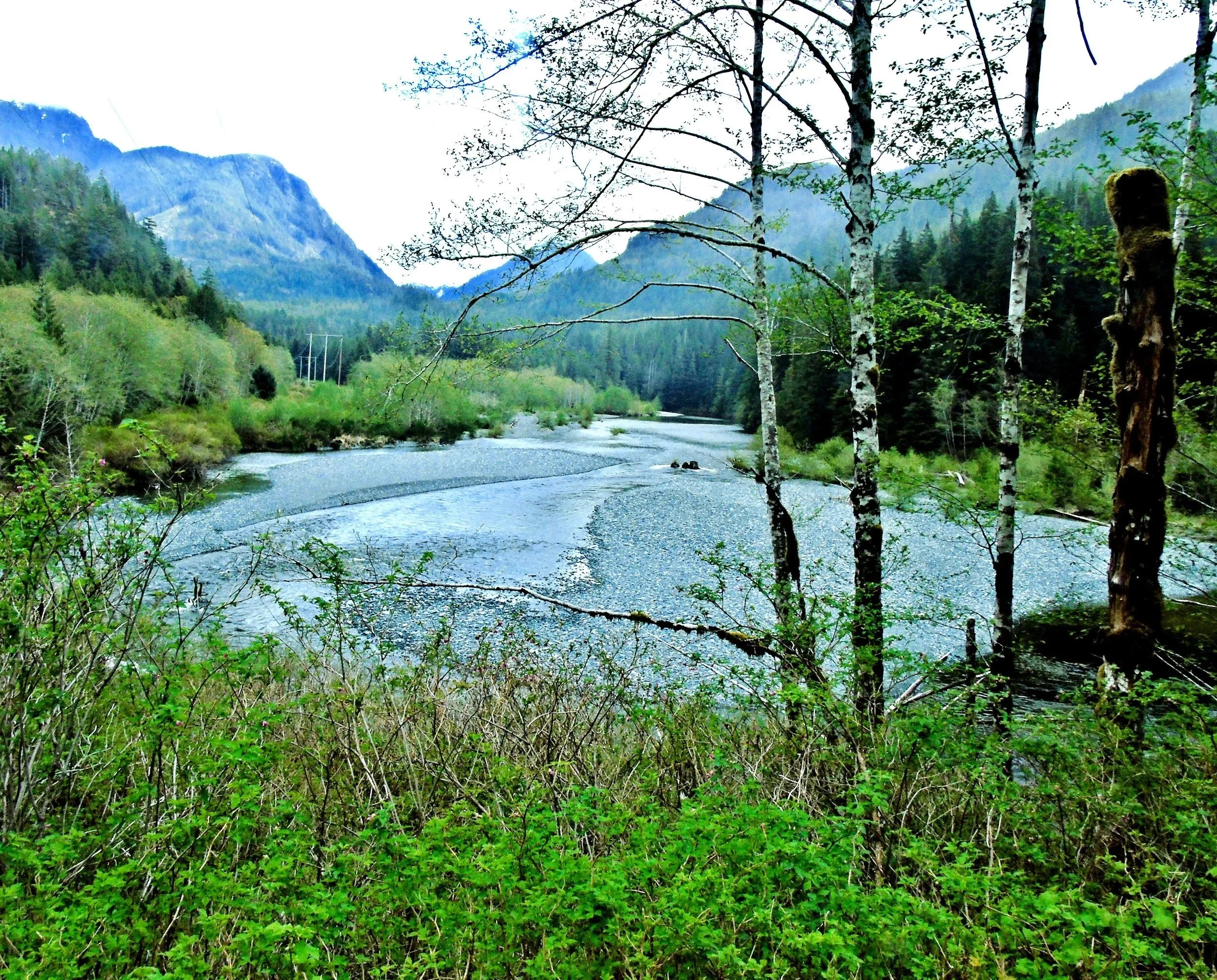 A river flowing through a forested landscape with mountains in the background and trees in the foreground.