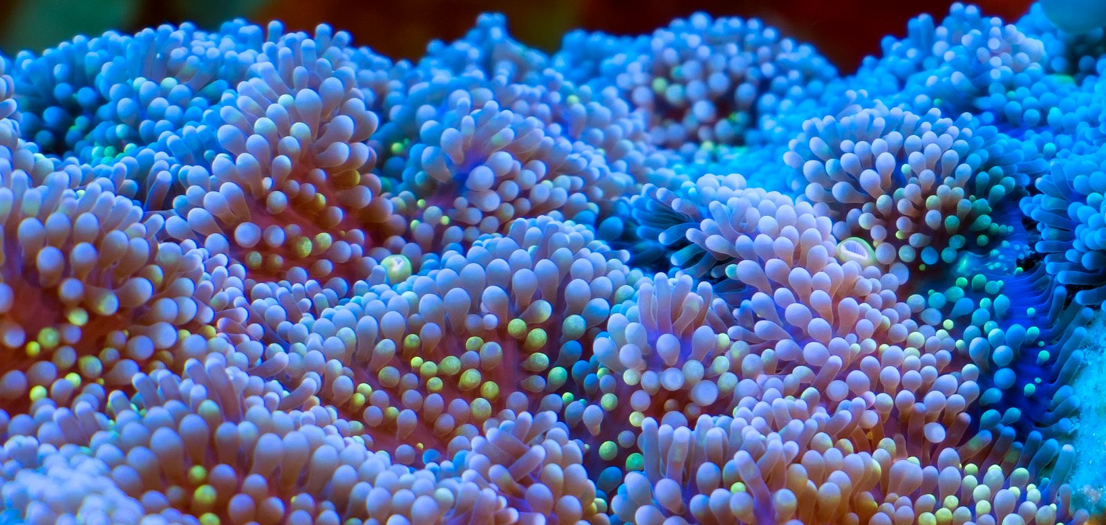 Close-up of Ricordia, a colorful soft coral with blue, purple, and green hued tentacles, on a mesophotic coral reef off the coast of St Thomas, US Virgin Islands.