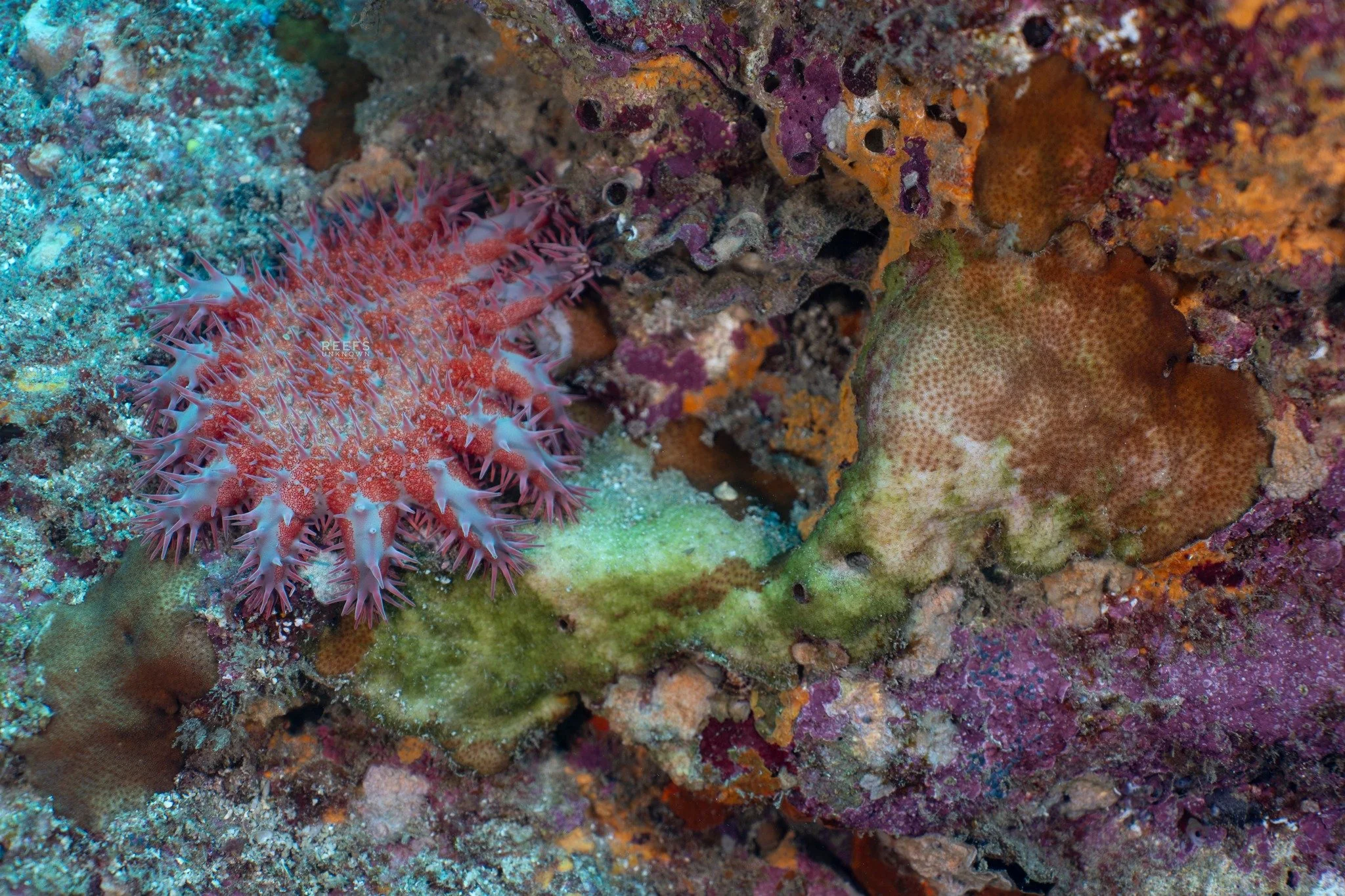 What do you see in this photo?
There's a lot going on here. Coral reefs are full of life in every square inch.

Maybe you first saw the crown-of-thorns starfish (COTS) in the left half of the frame. They are beautiful, but their spines are poisonous,