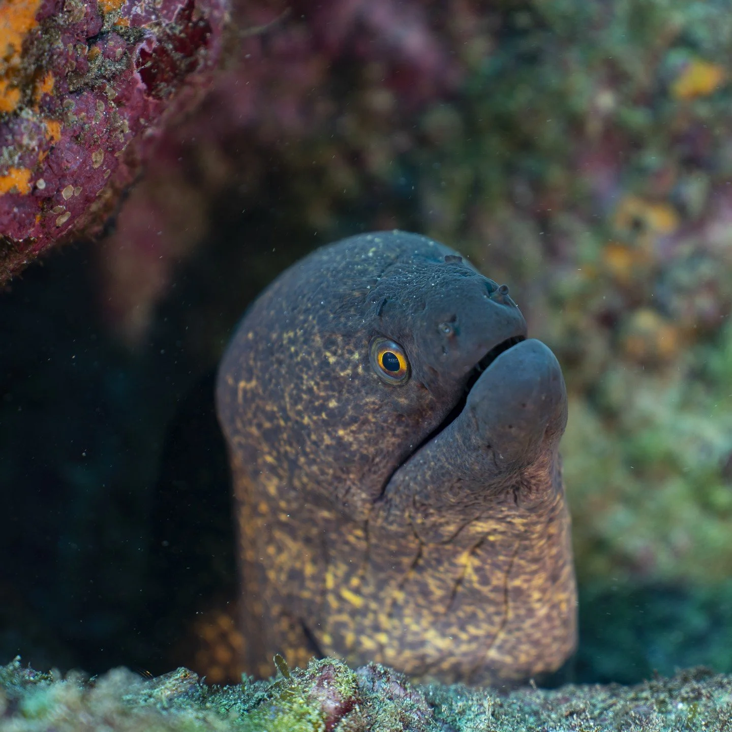 Coral reefs are infrastructure, food, and jobs.
These ecosystems provide many benefits to communities near and far. They are reservoirs of biodiversity, structures providing coastal protection, sources of food, and places for families and friends to 