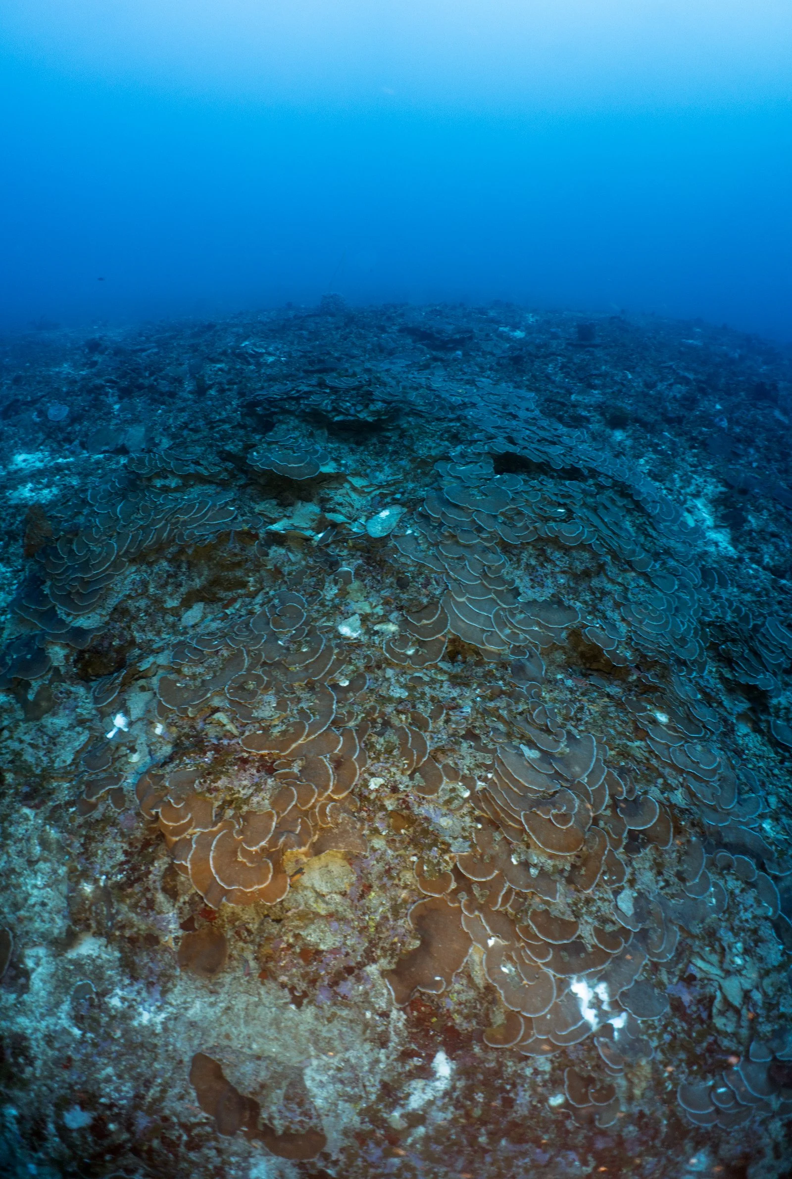 Let's Make Plans | Have a coral reef research question but need some help with execution in deeper water? We specialize in boat and dive support and logistics planning. We are located in the US Virgin Islands but are experienced in planning and execu